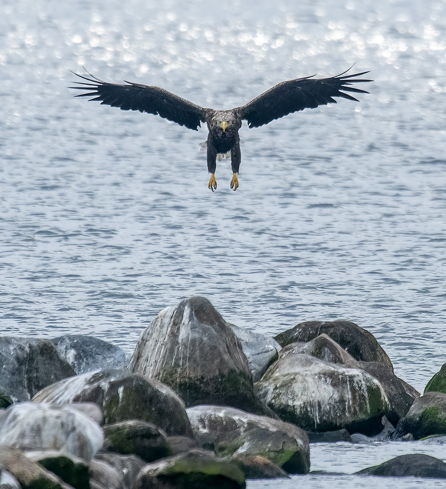 Havørn lægger an til landing, Nivå Havørn lægger an til landing