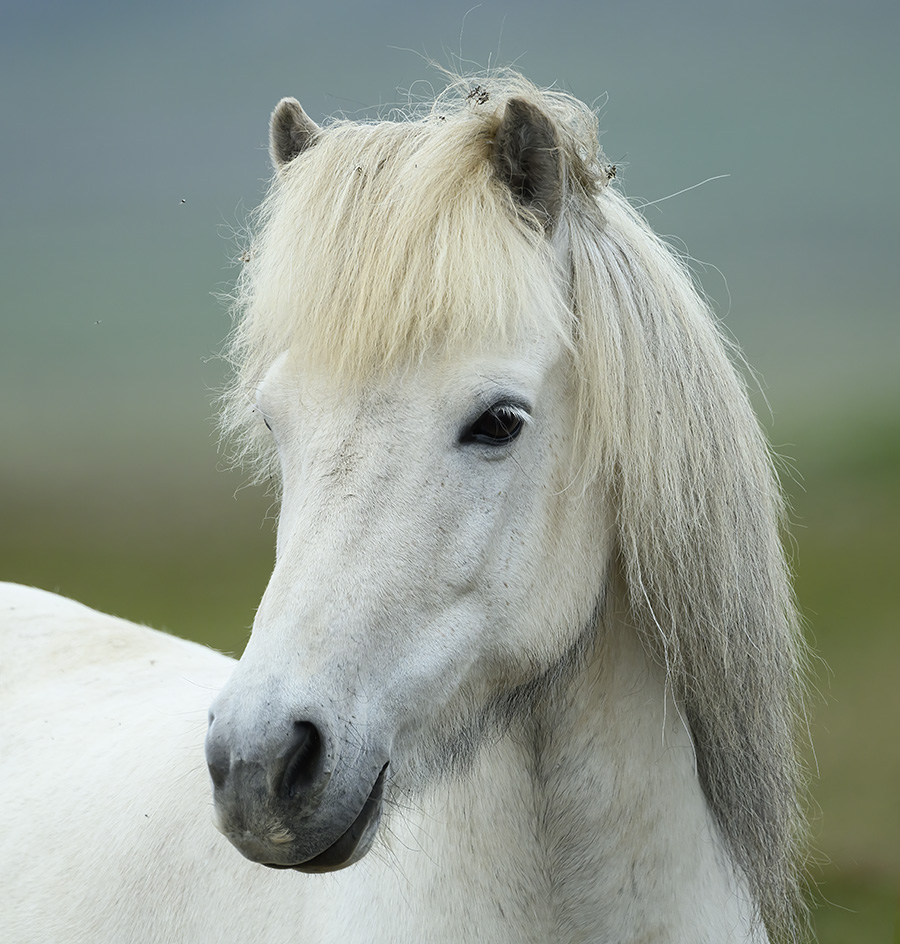 Hest, Snfellsnes