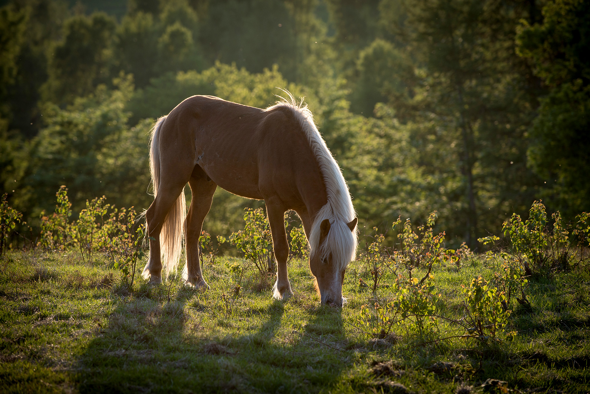Hest i aftenlys