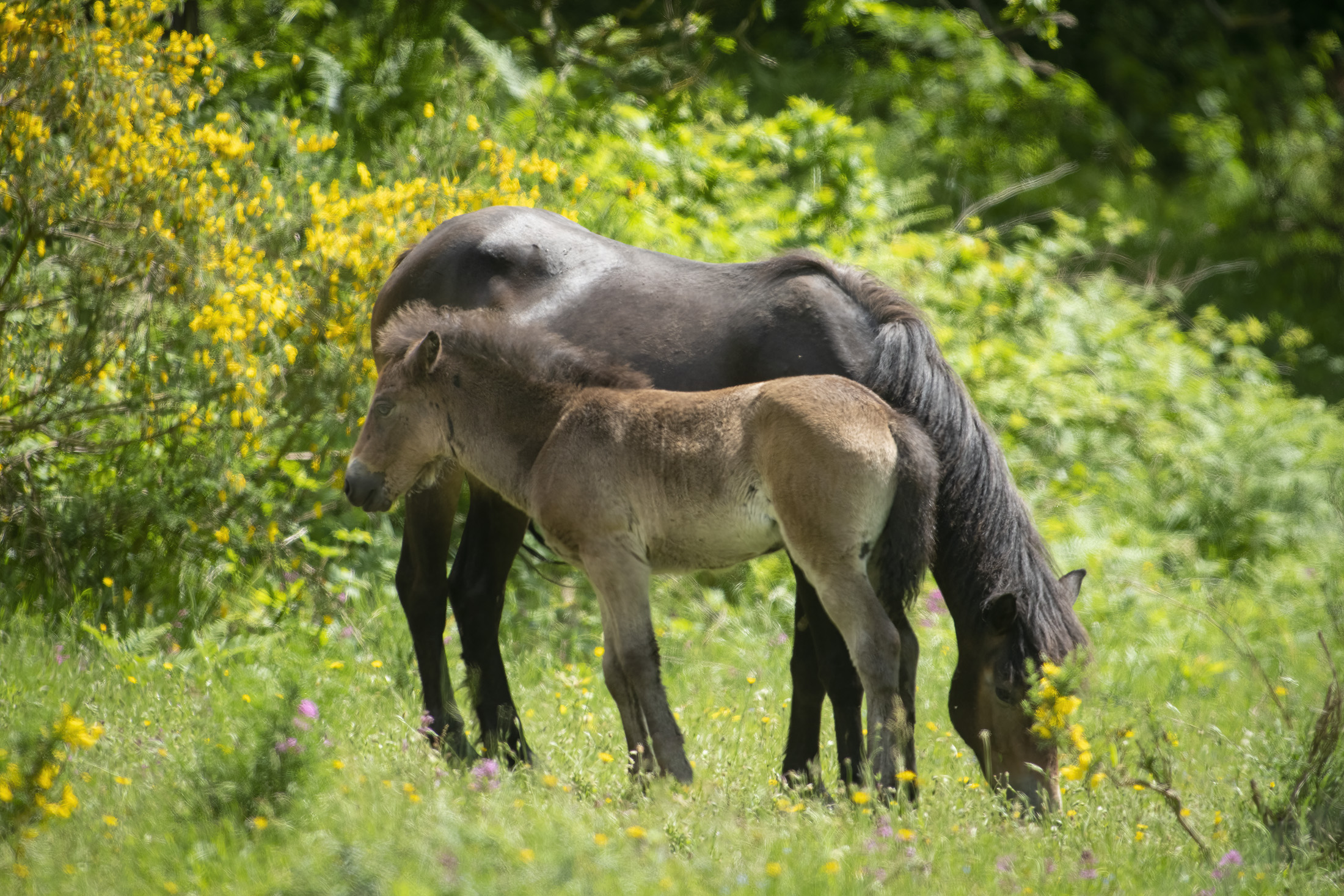 Molslaboratoriets bermte naturplejerheste