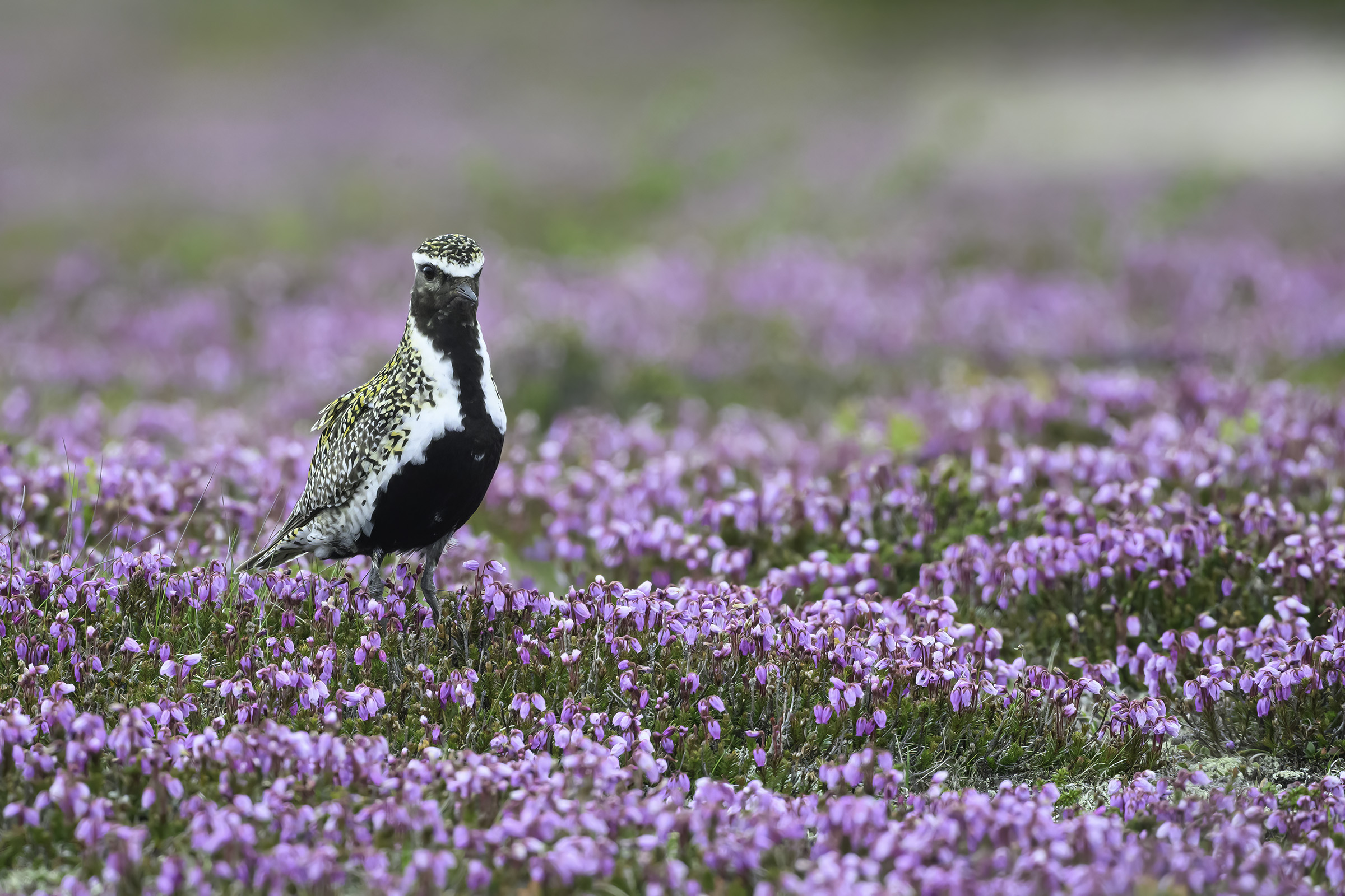 Hjejle i bl�lyng, Flatruet