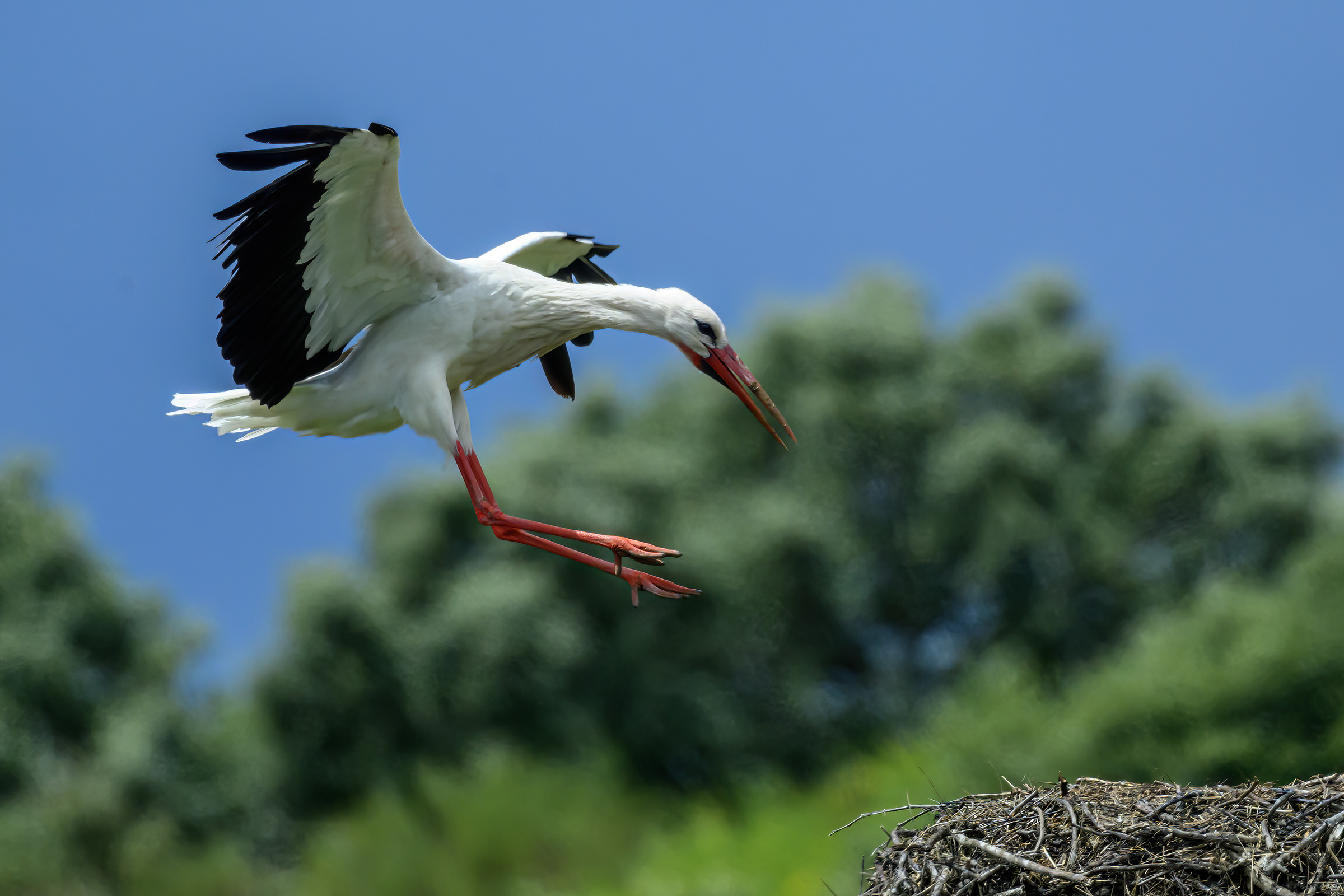 Hvid stork, Los Barruecos