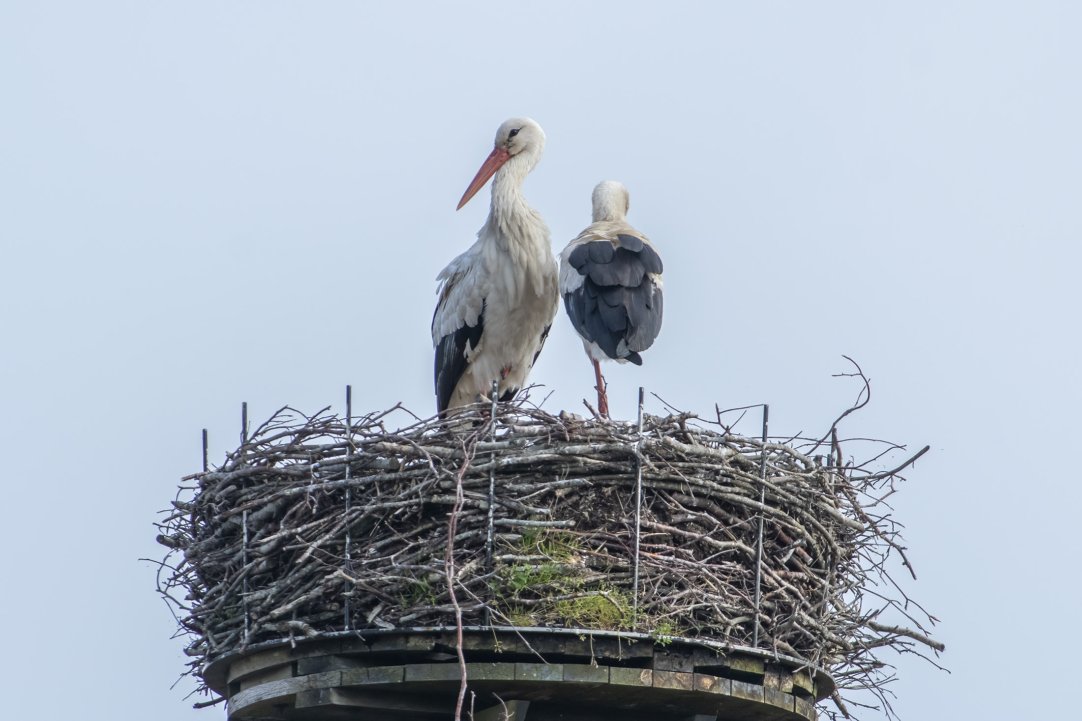 Storken er tilbage
