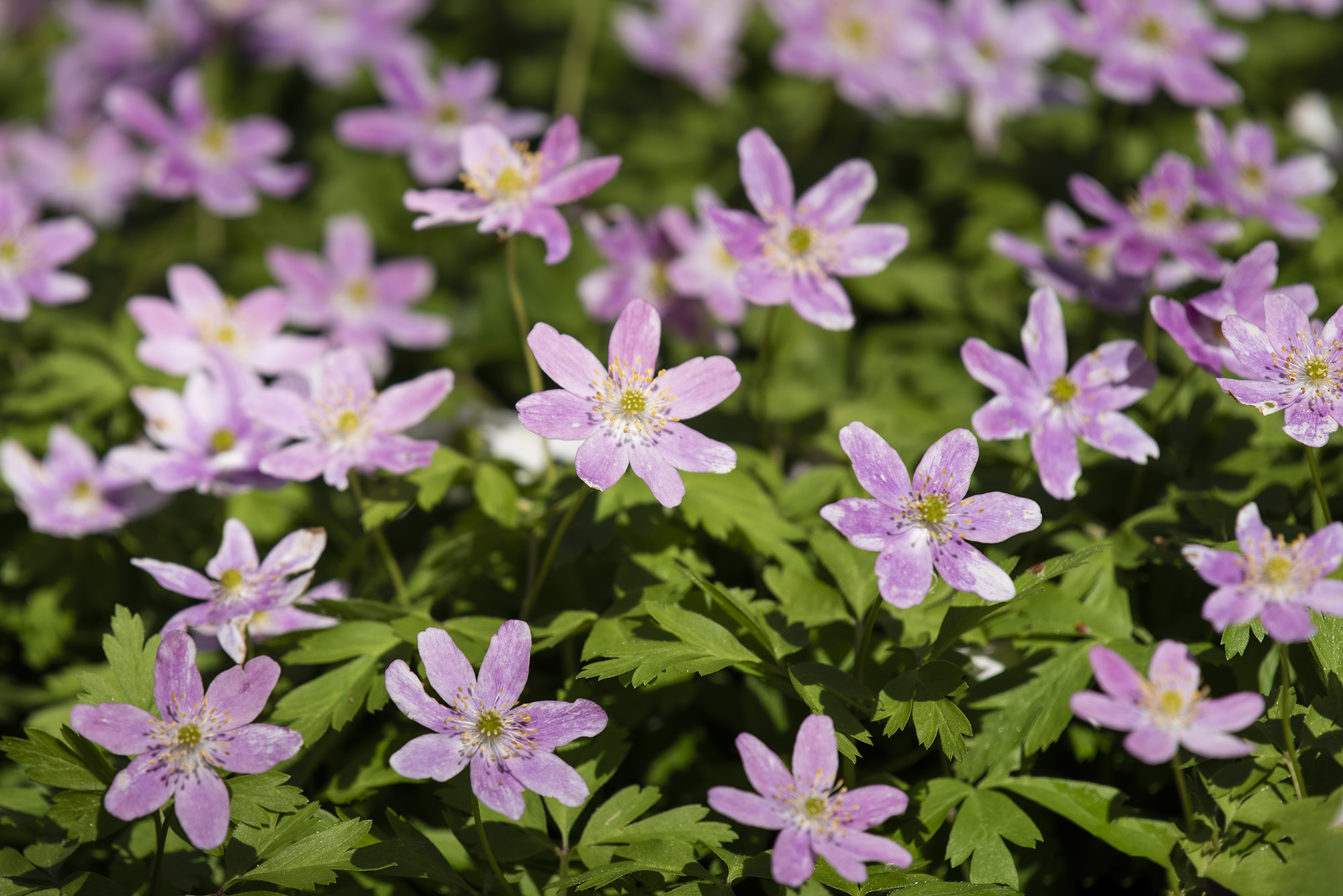 Hvide anemoner