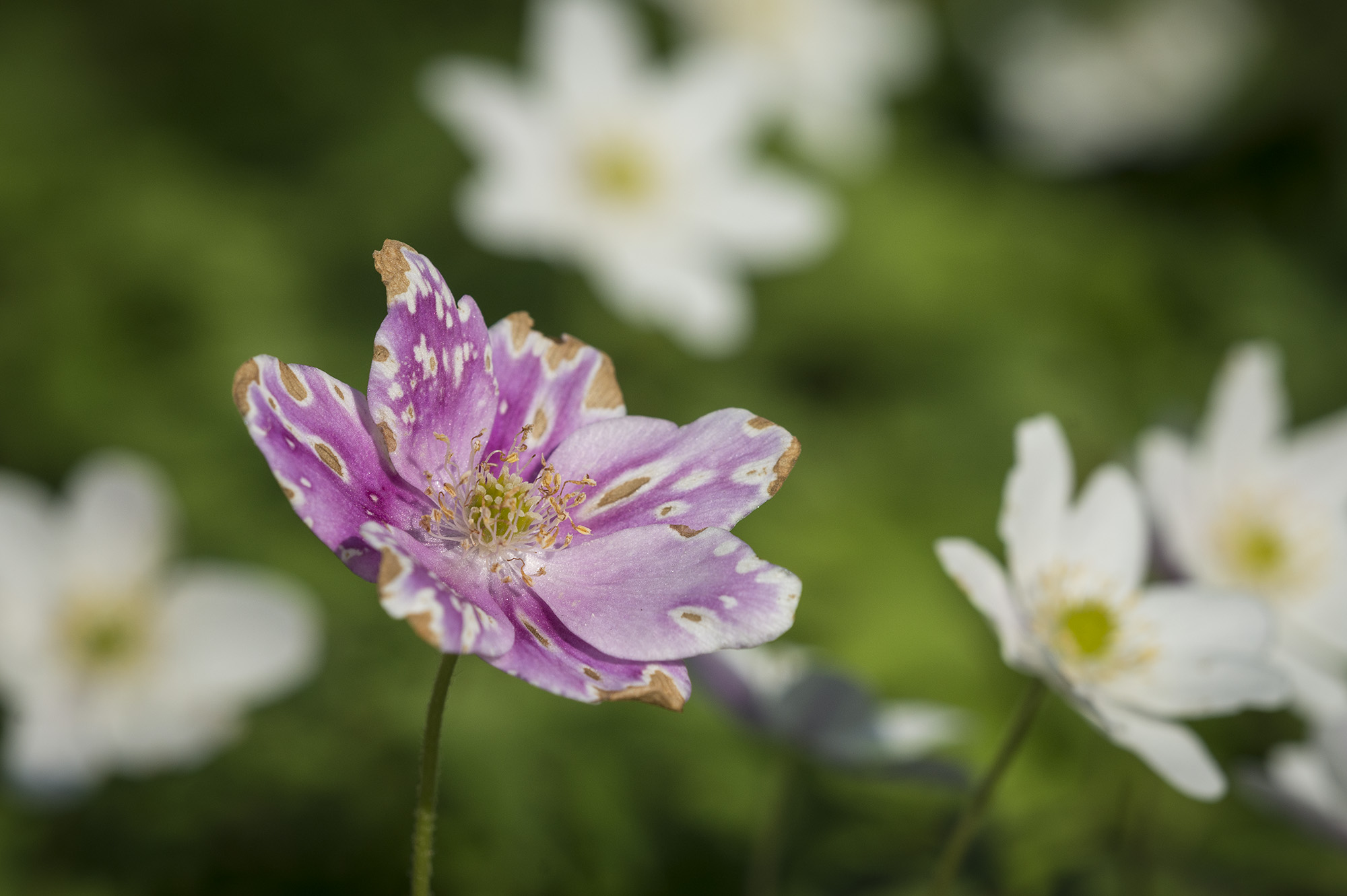 Hvid anemone, Trørødskoven Hvid anemone