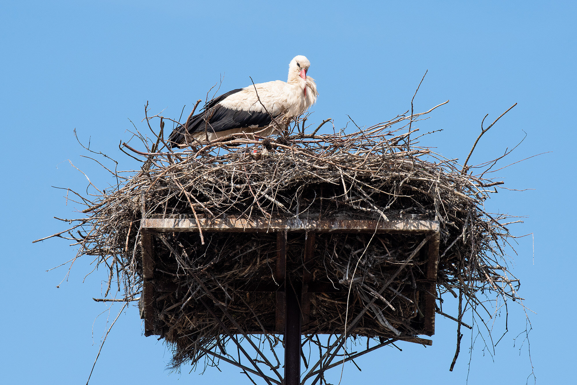 Hvid stork