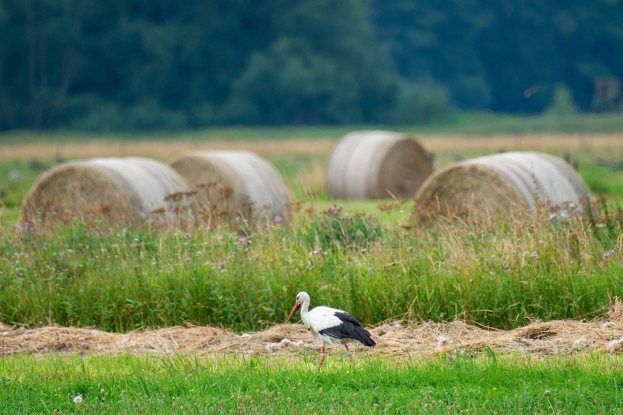 Hvid stork
