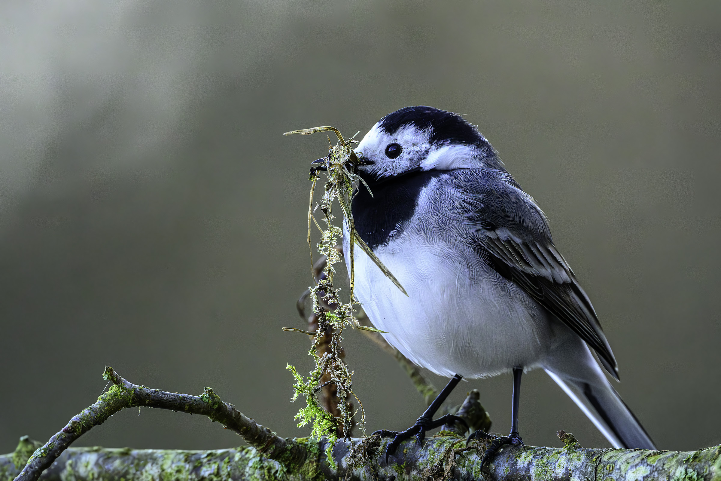 Hvid vipstjert med redemateriale