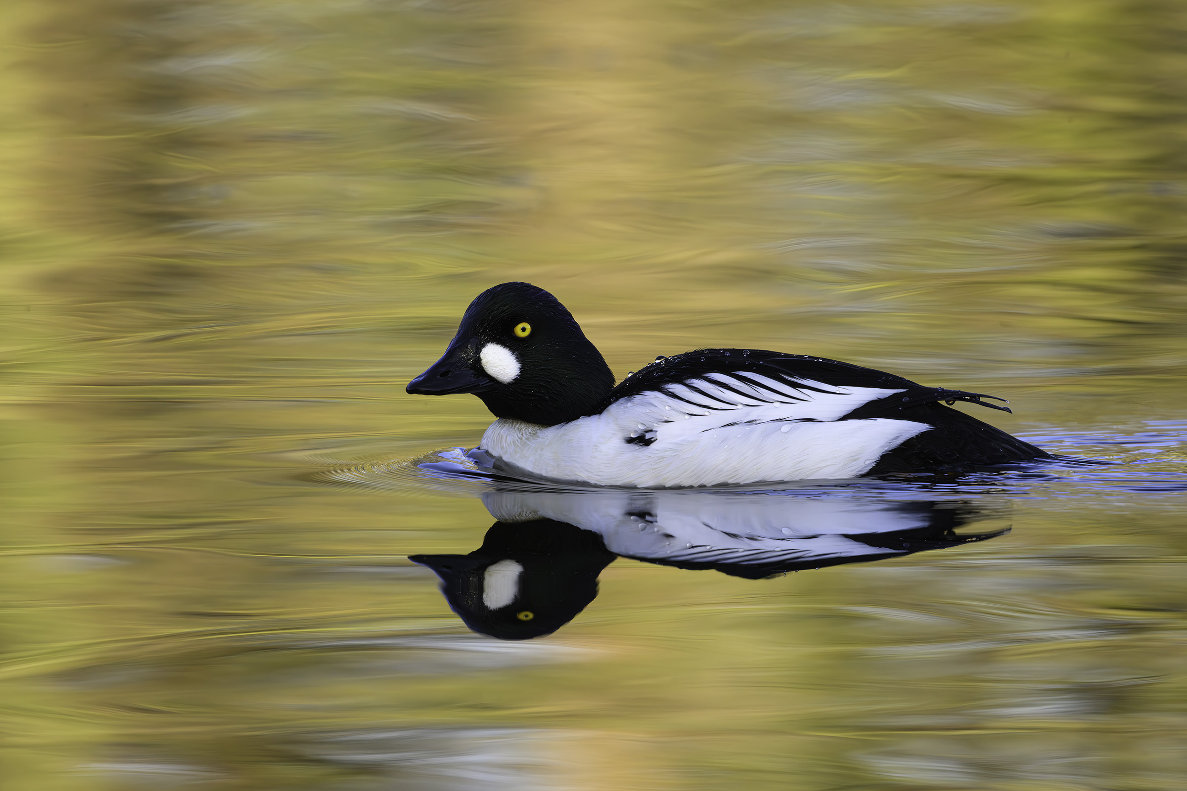 Hvinand � golden eye in golden waters