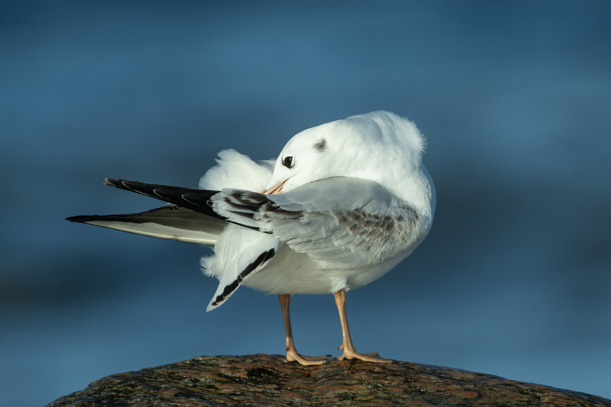Hættemåge, Gilleleje Hættemåge
