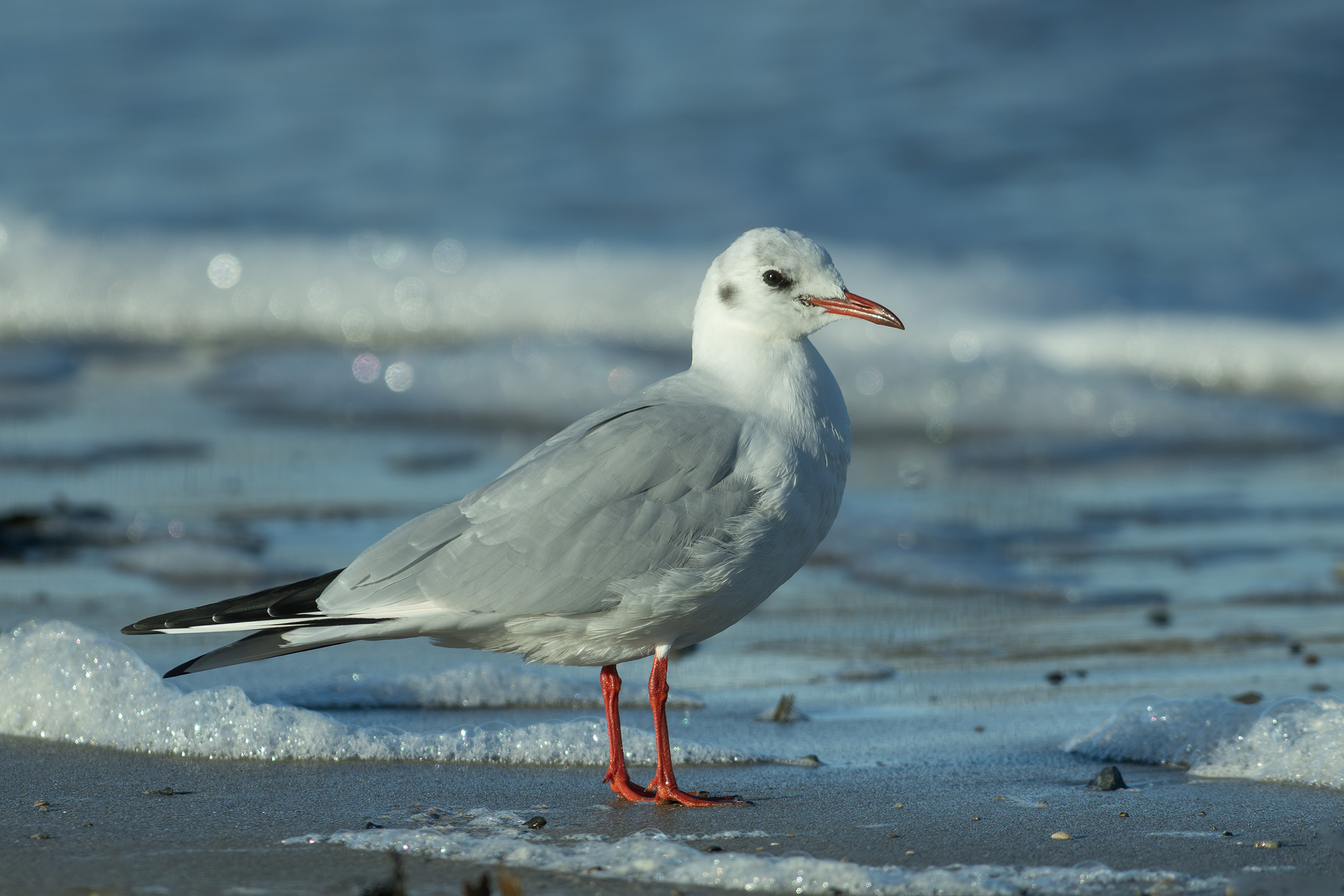 Hættemåge, Gilleleje Hættemåge