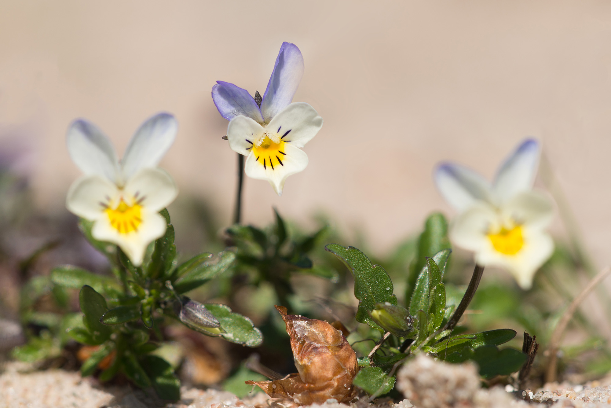 Klit-stedmoderblomst