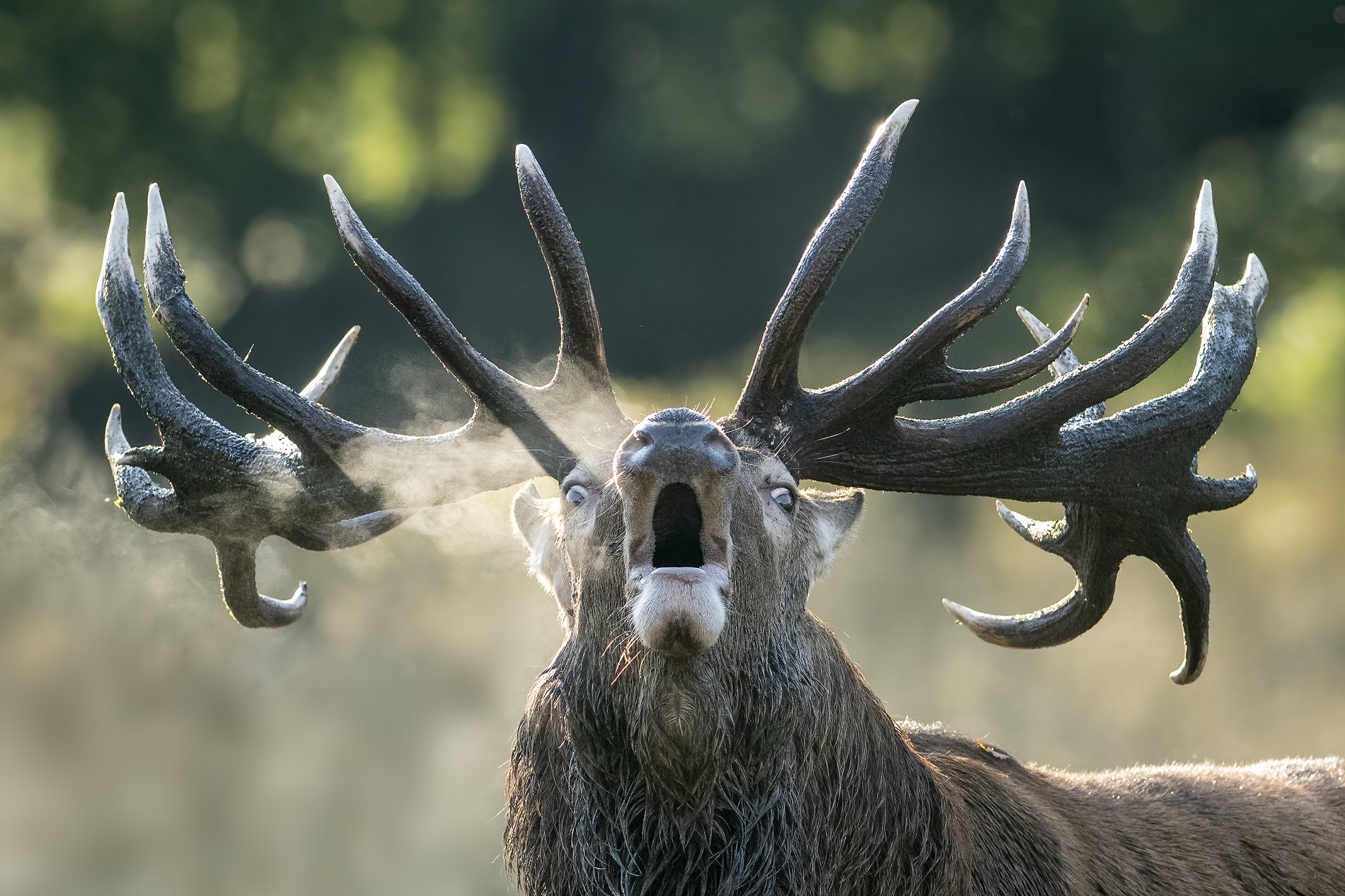 Kronhjort i brunst