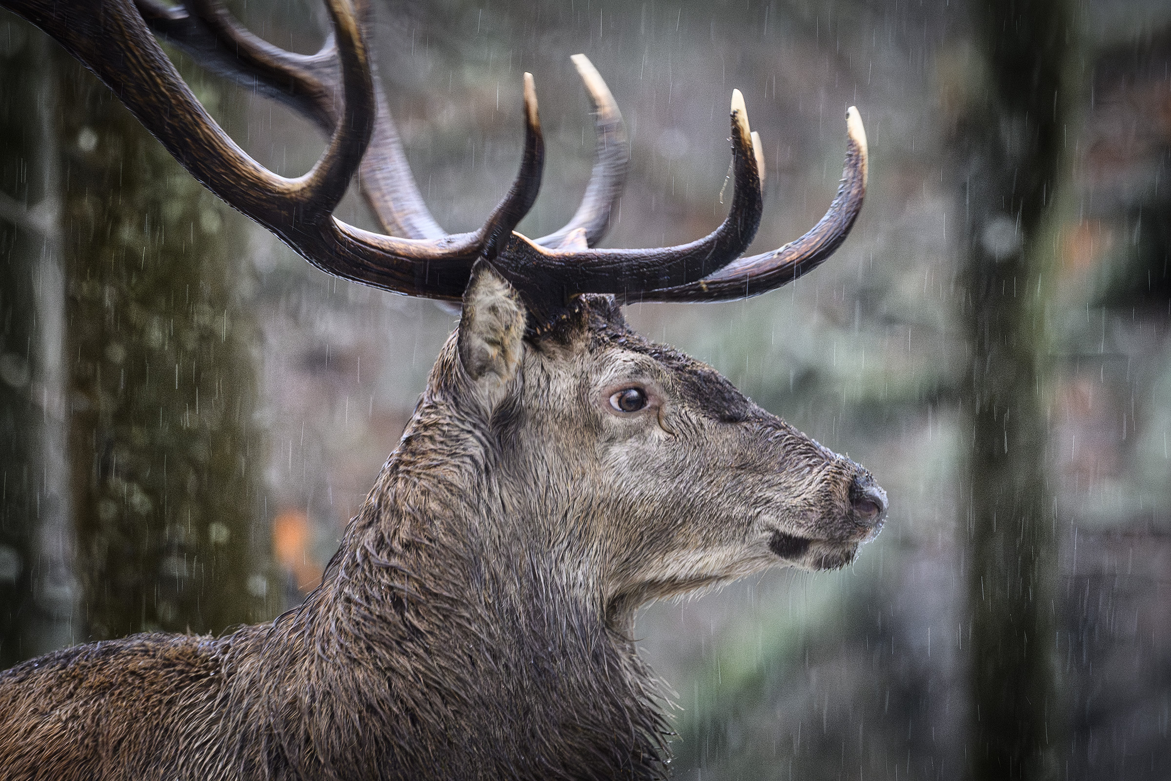 Raindeer, Jægersborg Dyrehave Raindeer