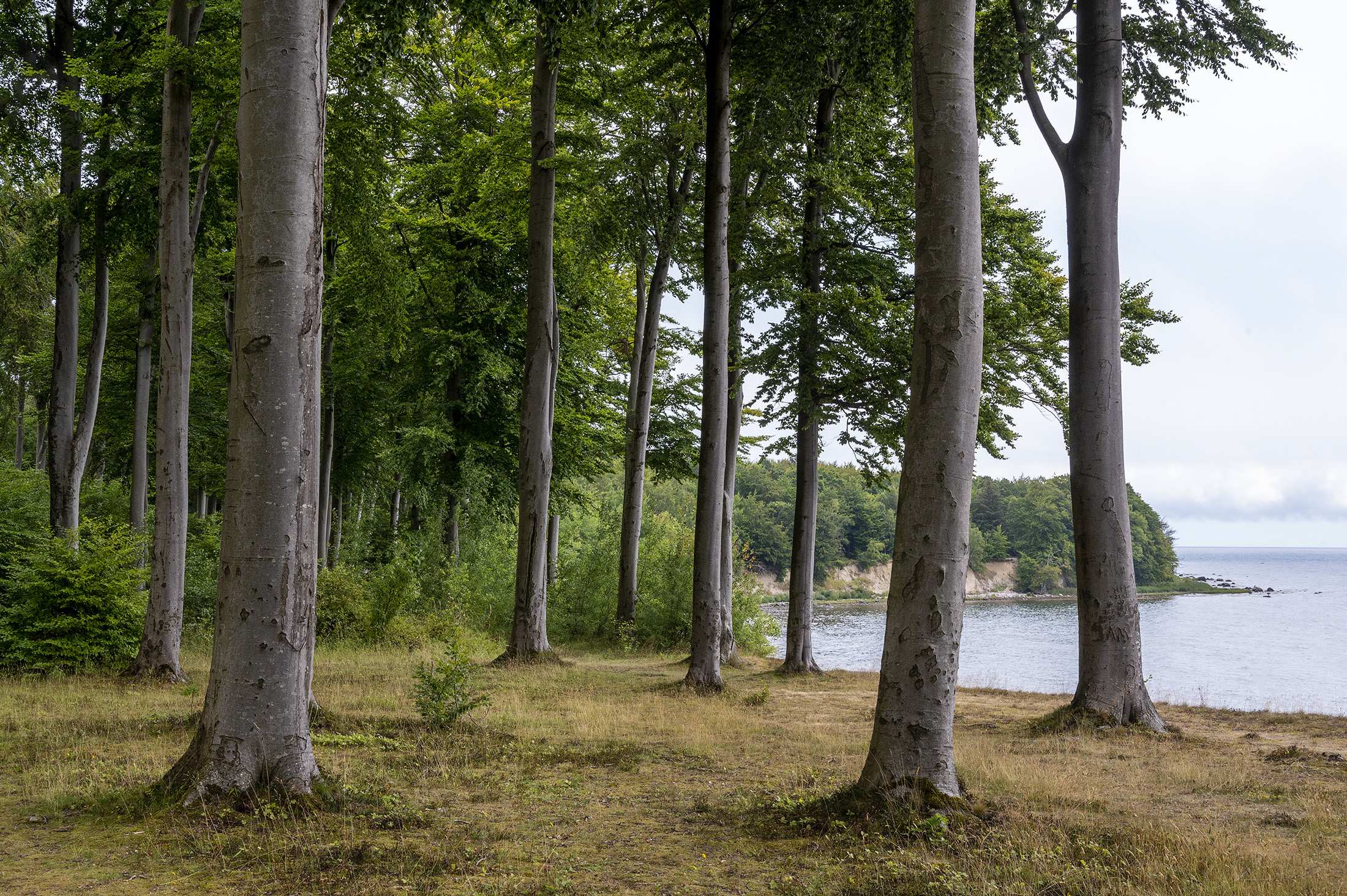Kystskov, Hesnæs Kystskov