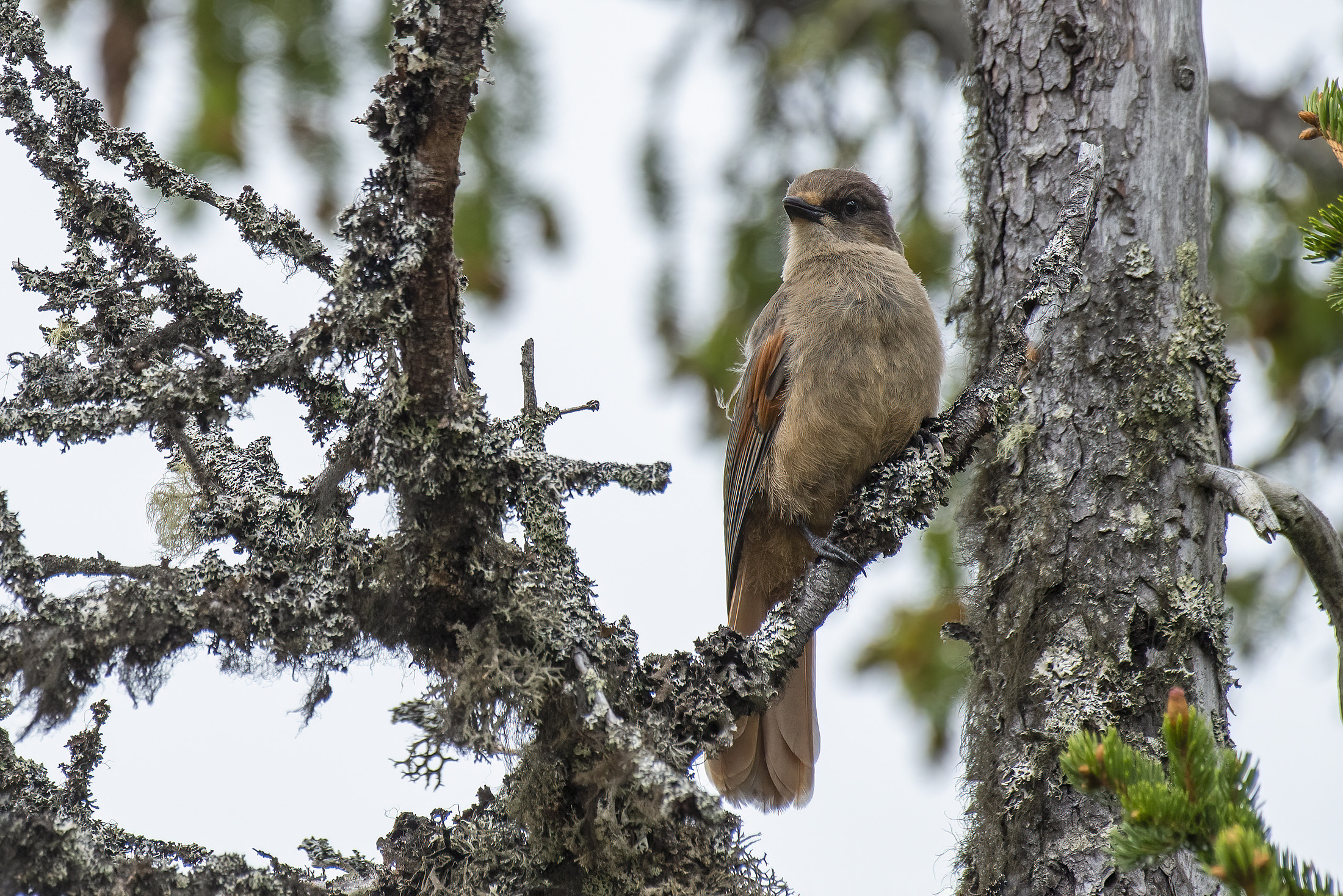 Lavskrige i matchende omgivelser, Fulufjllets Nationalpark