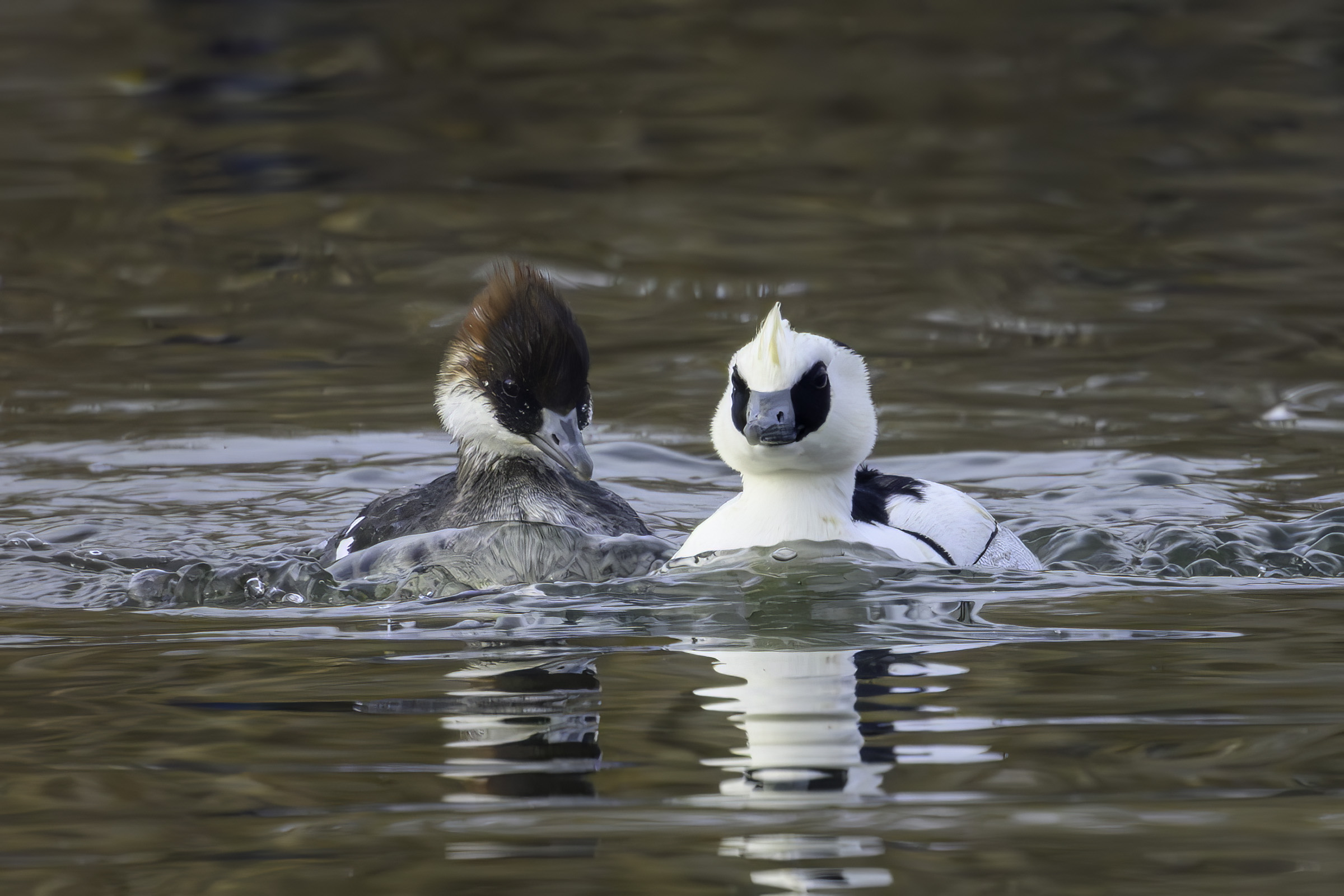 Lille skallesluger par