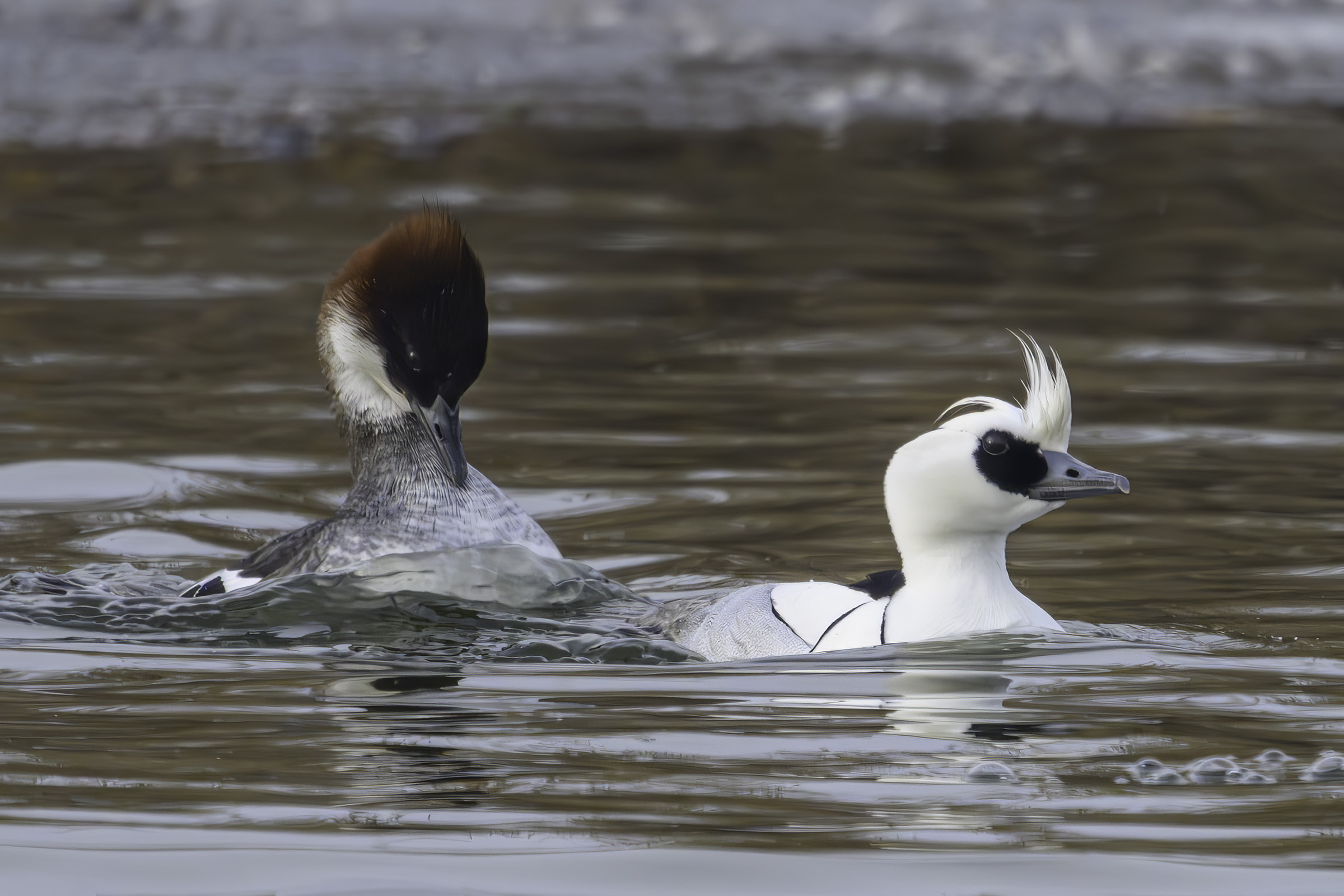 Lille skallesluger par