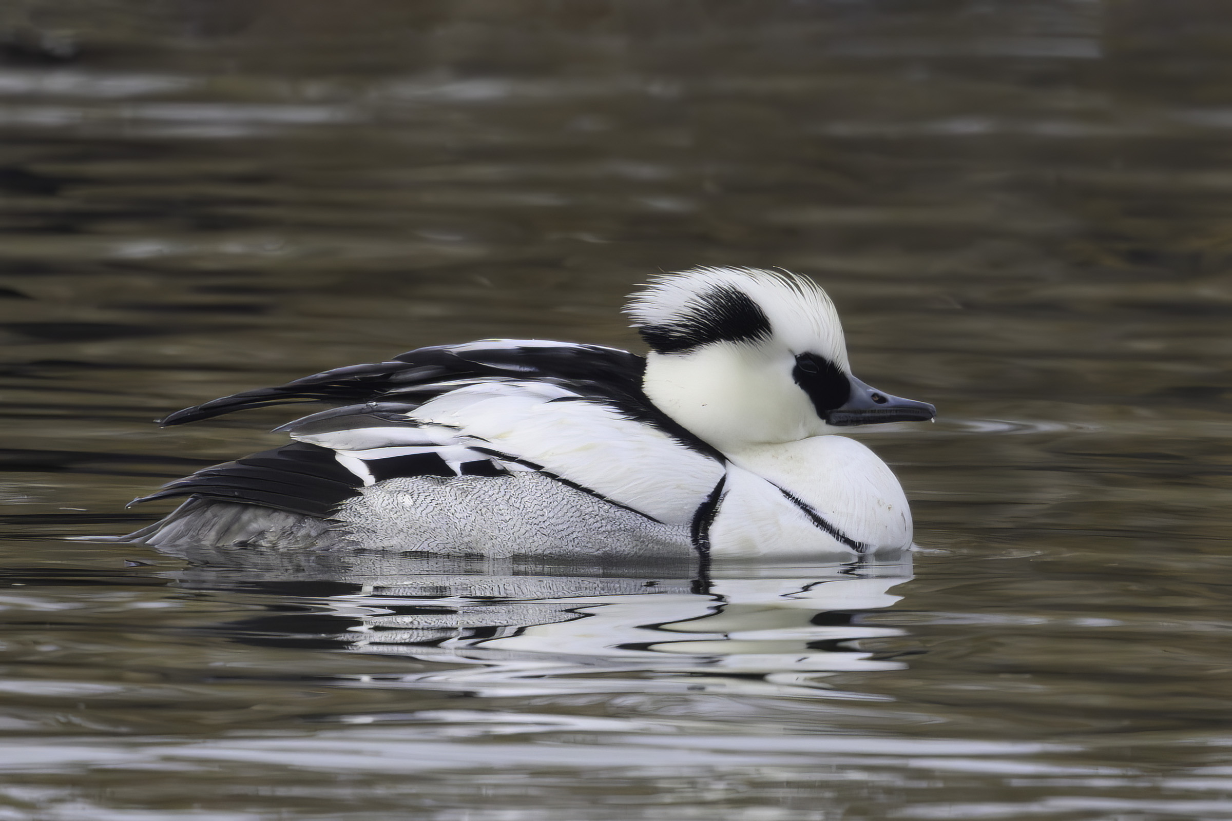 Lille skallesluger - han