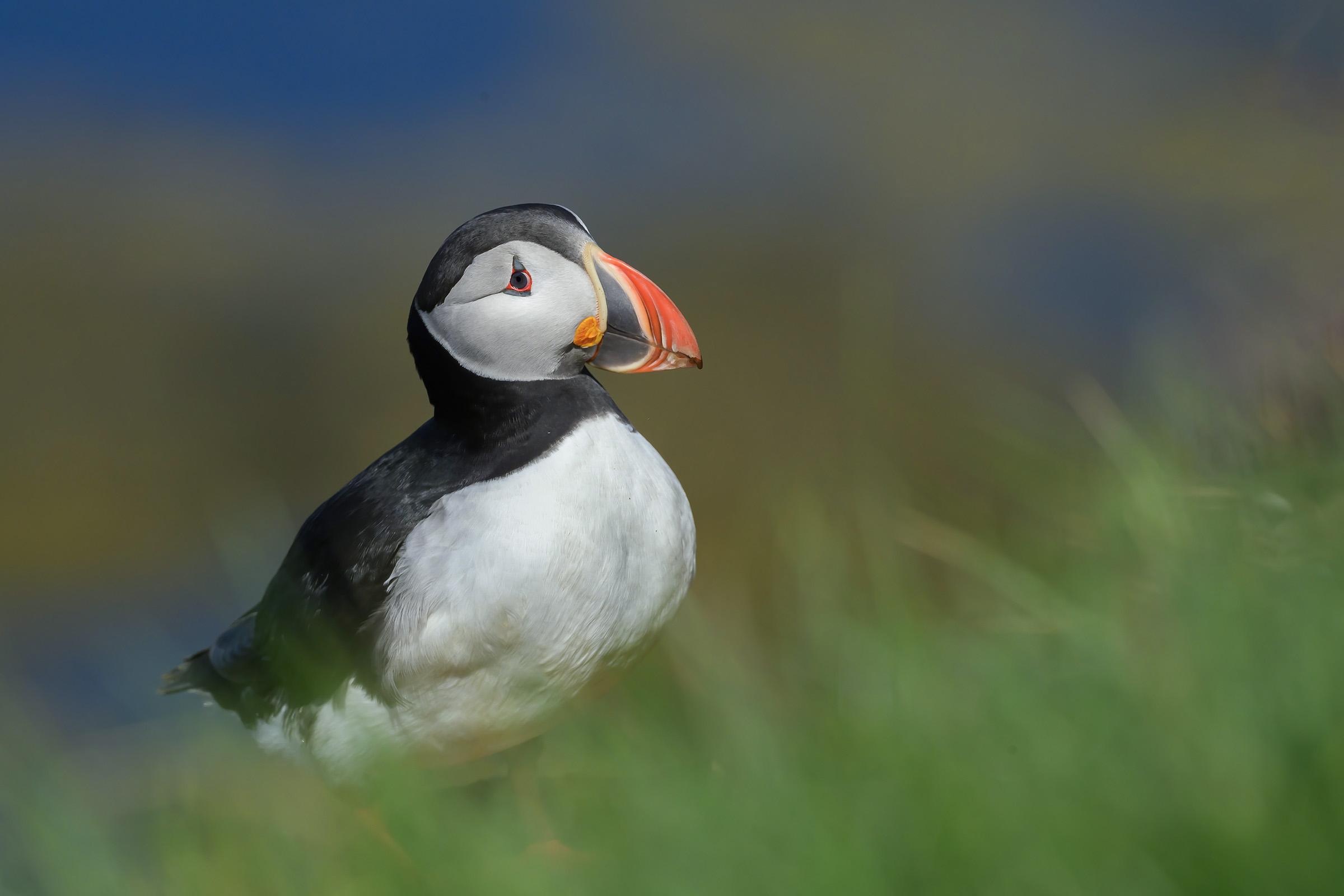 Lunde, Latrabjarg