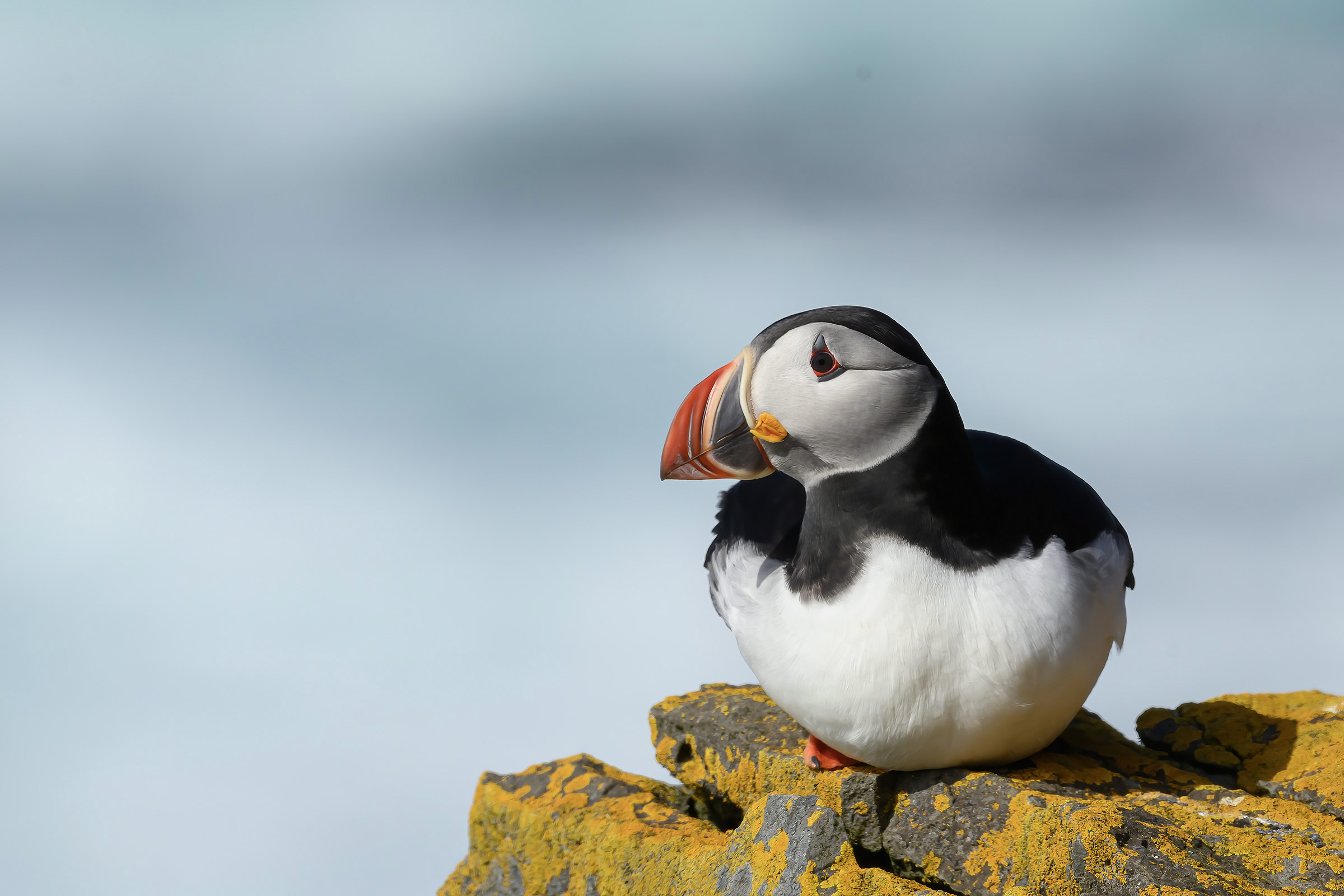 Lunde, Latrabjarg