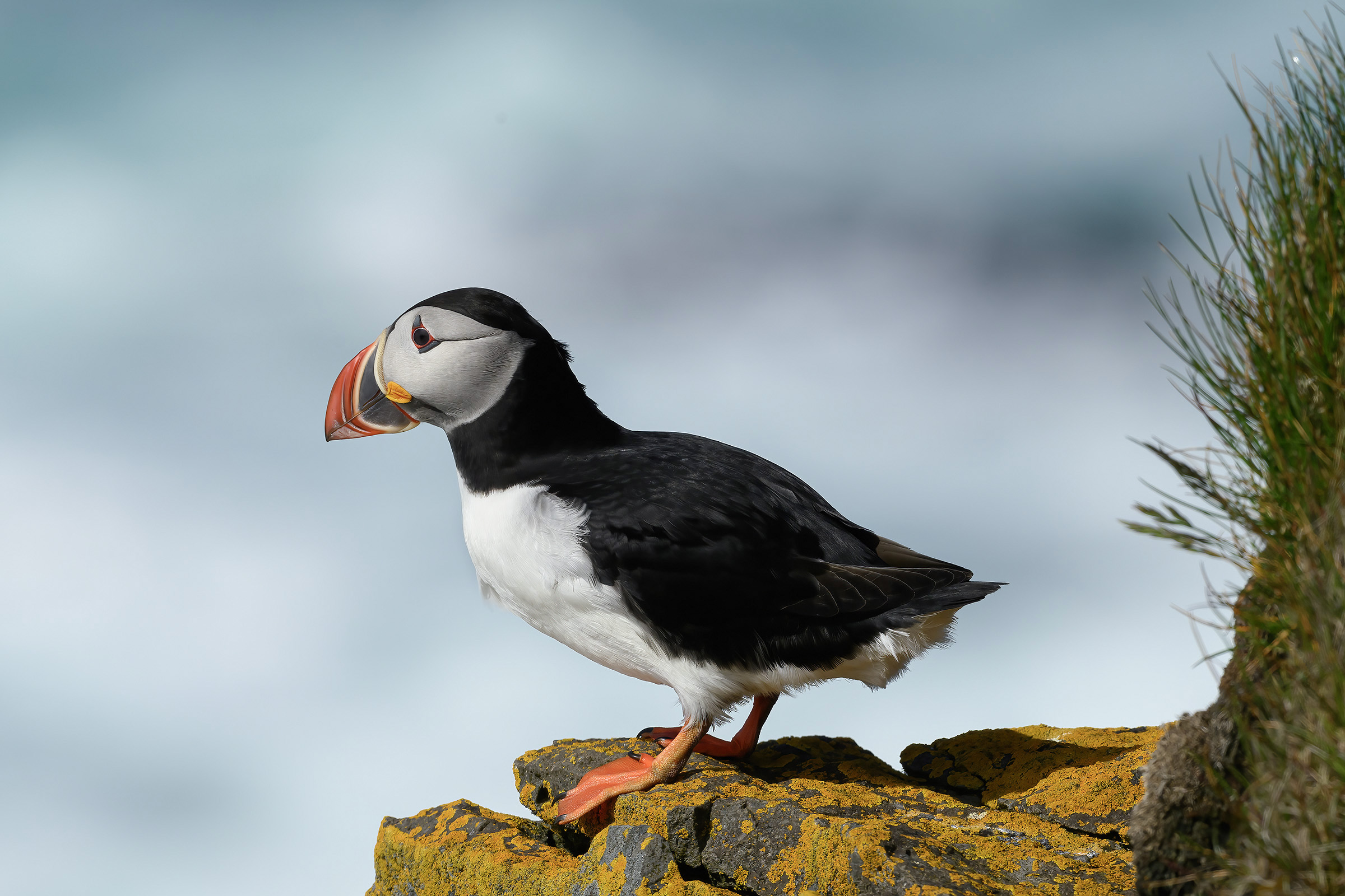 Lunde, Latrabjarg