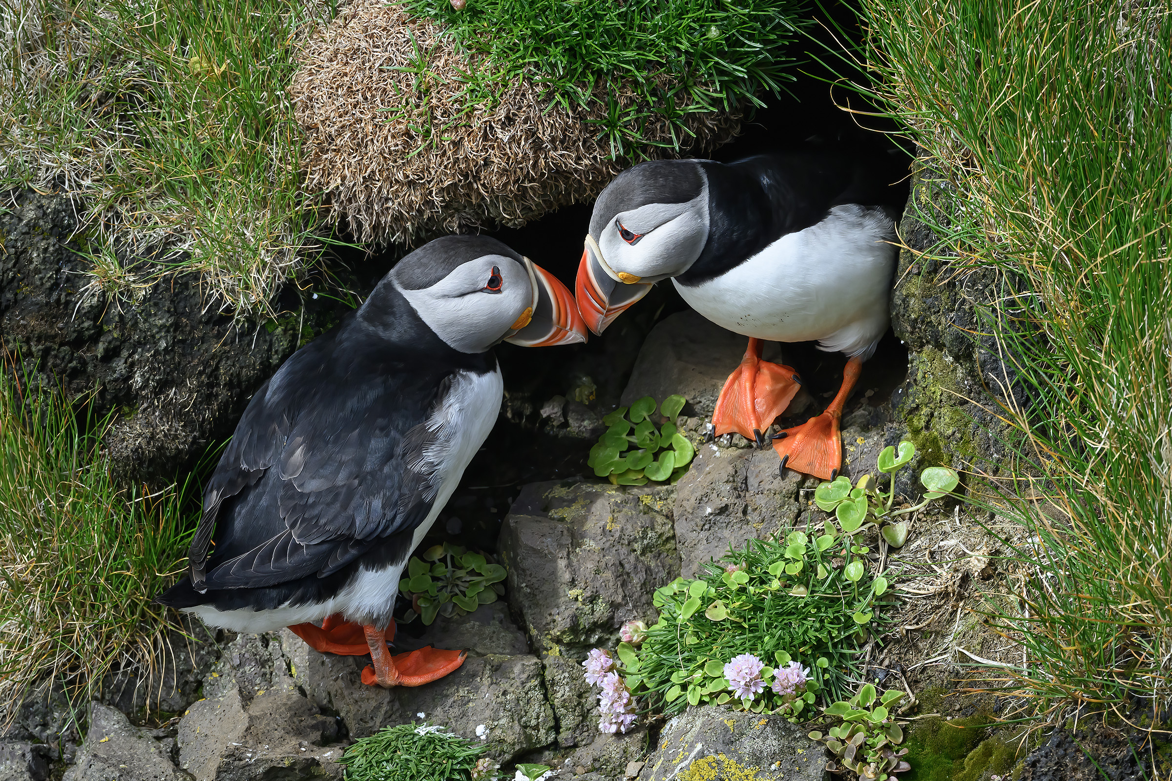 Lunde, Latrabjarg