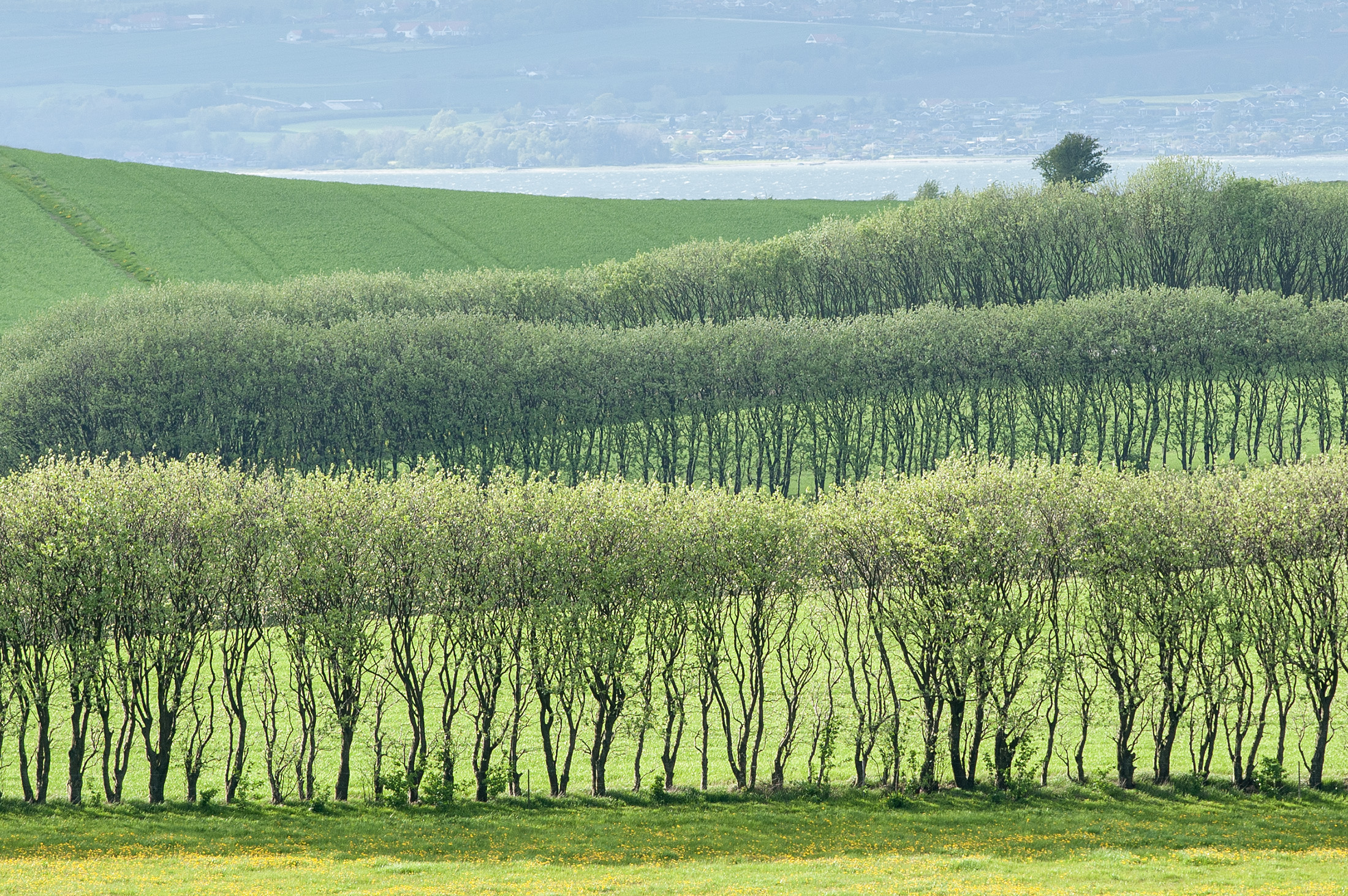 Læhegn, Agri Bavnehøj, Mols Bjerge Læhegn, Agri Bavnehøj