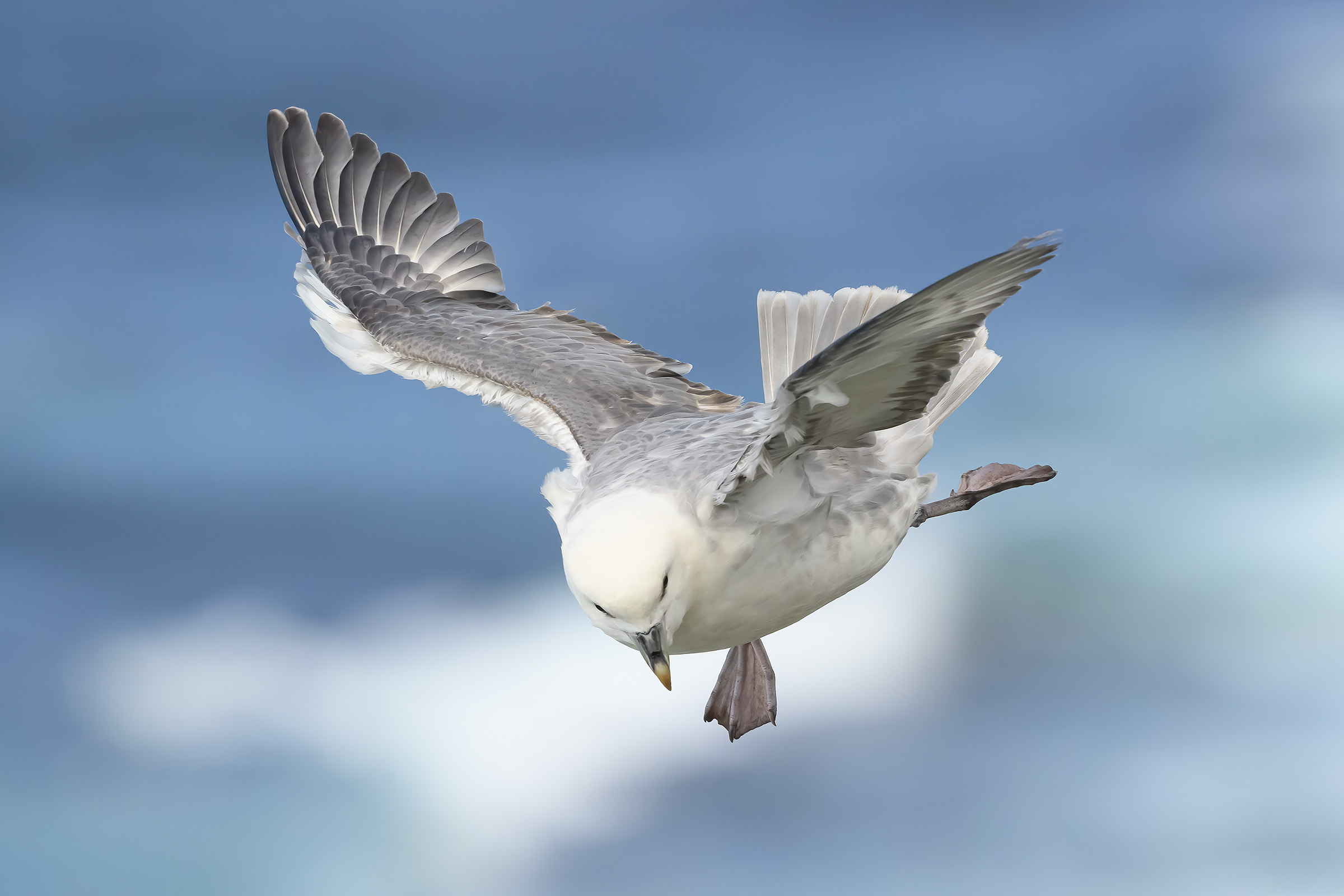 Mallemuk leger balletdanser, Latrabjarg