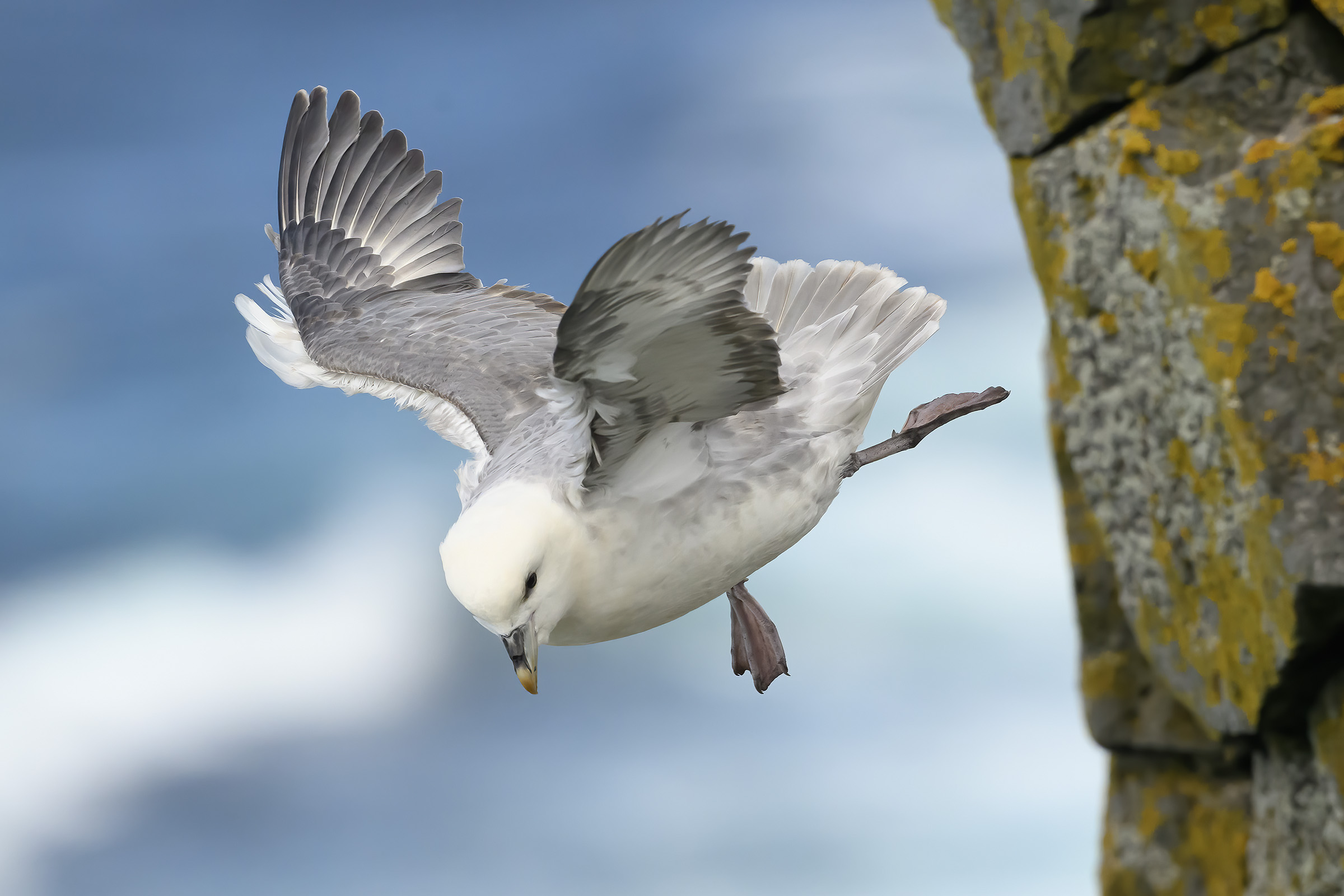 Mallemuk leger balletdanser, Latrabjarg