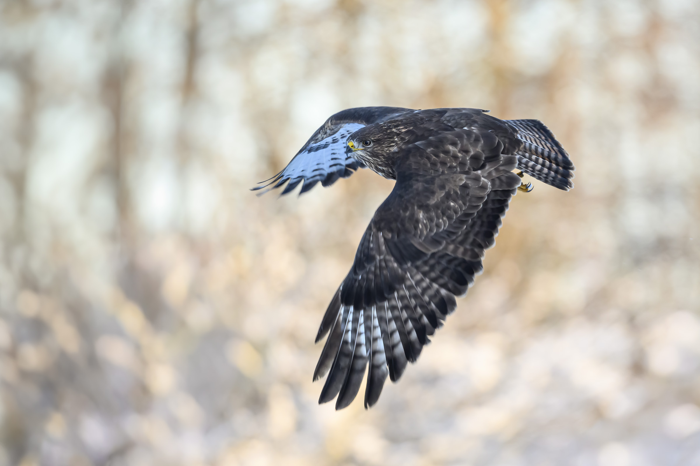 Musv�ge, Vittsk�vle