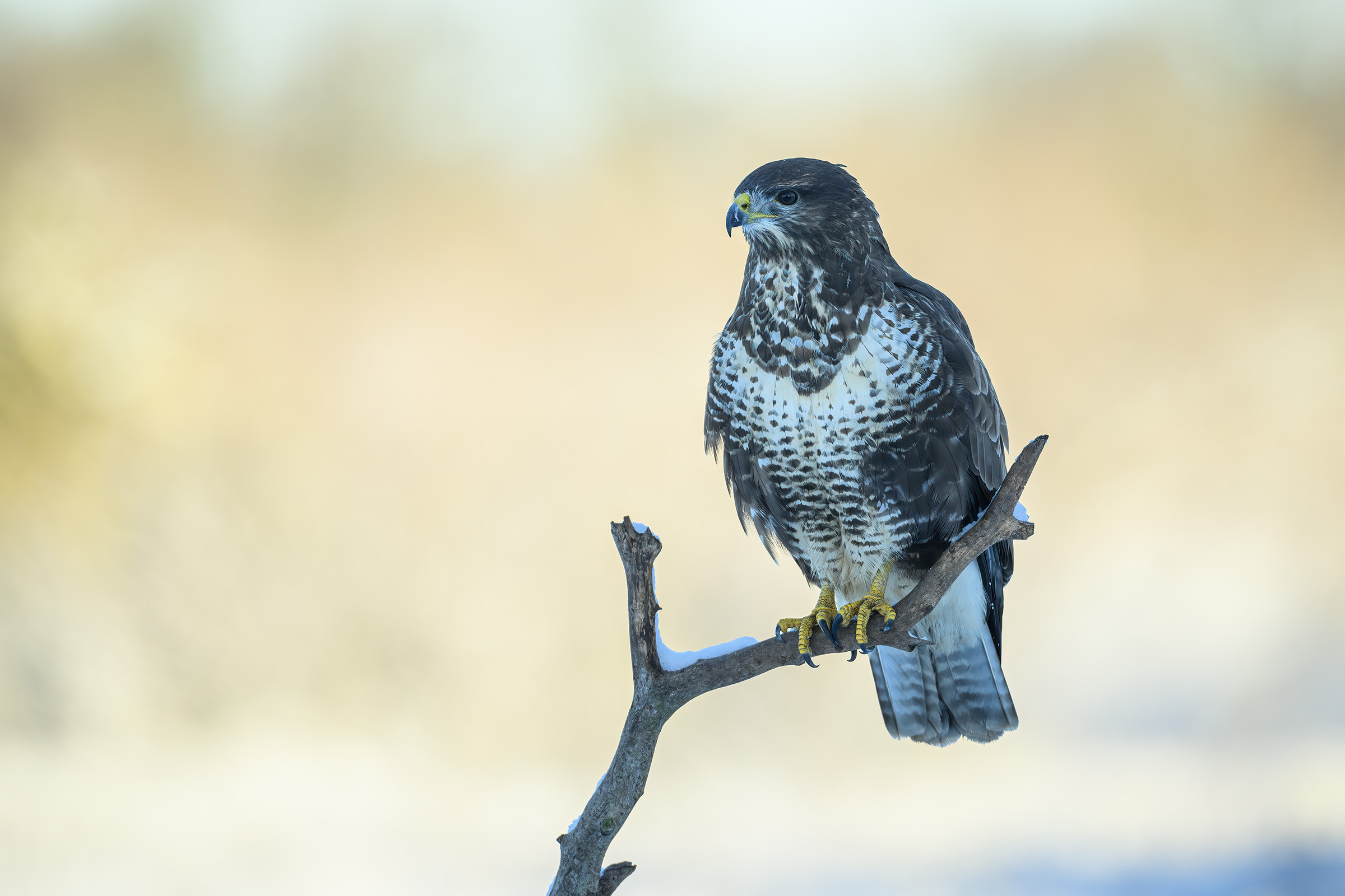 Musv�ge, Vittsk�vle