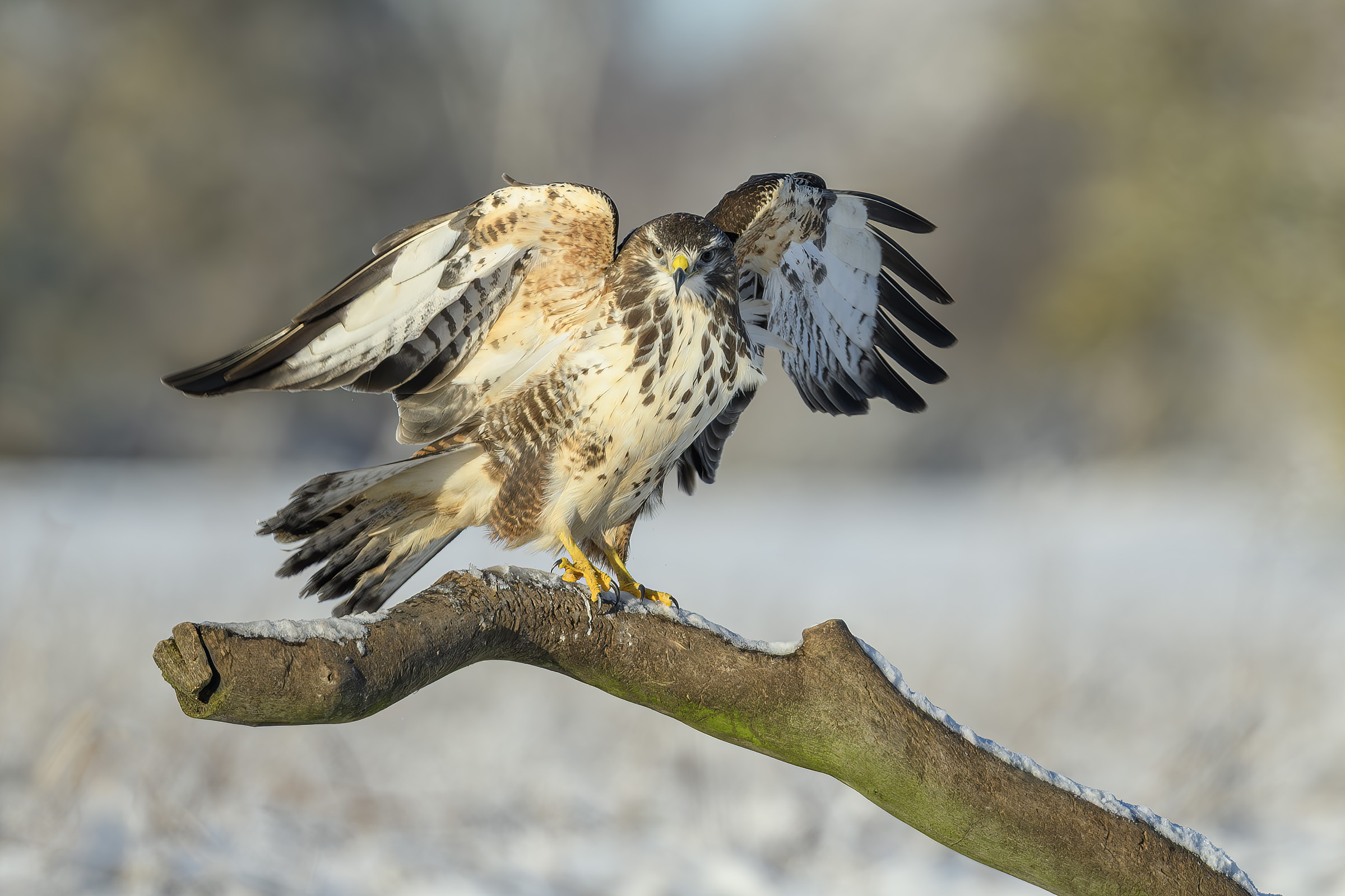 Musv�ge, Vittsk�vle