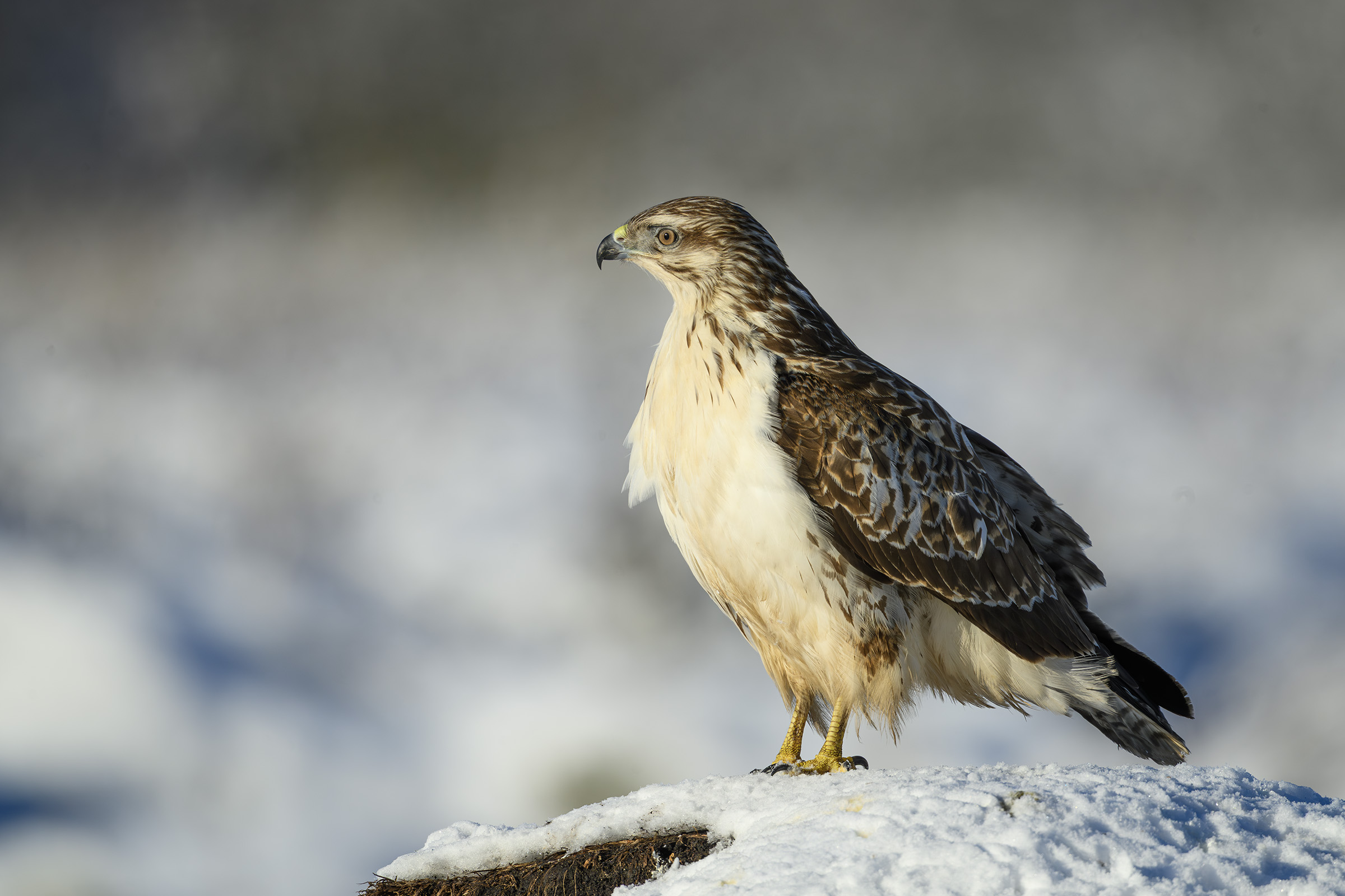 Musv�ge, Vittsk�vle