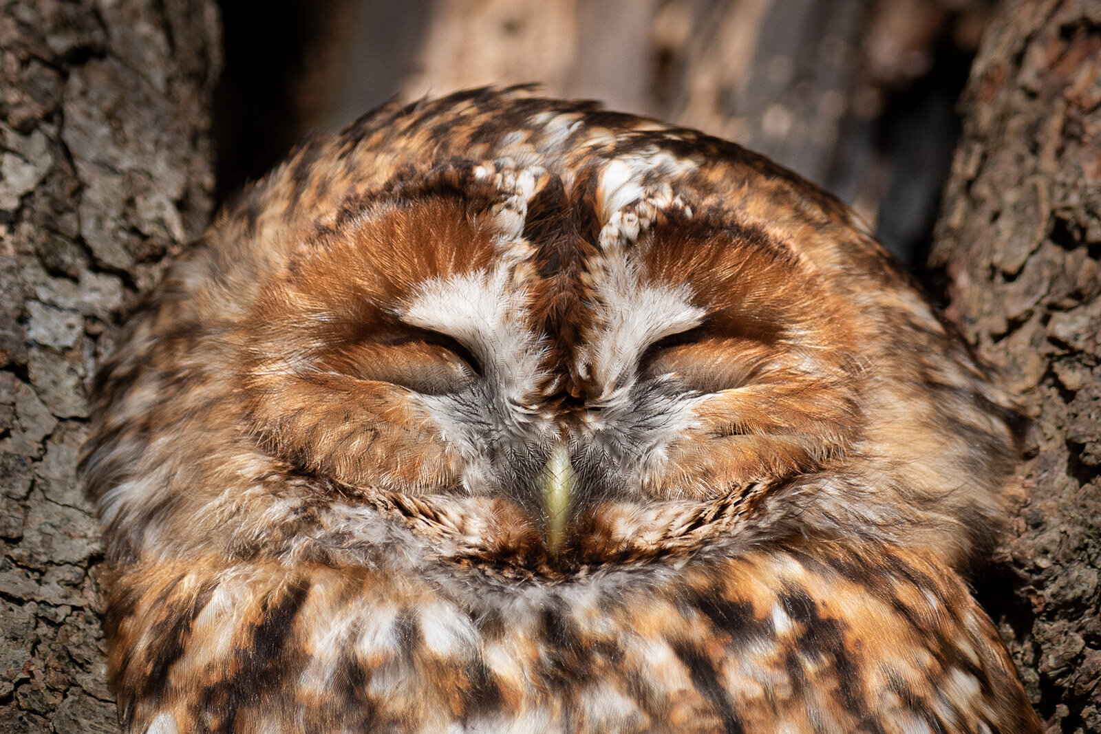 Natugle - close-up