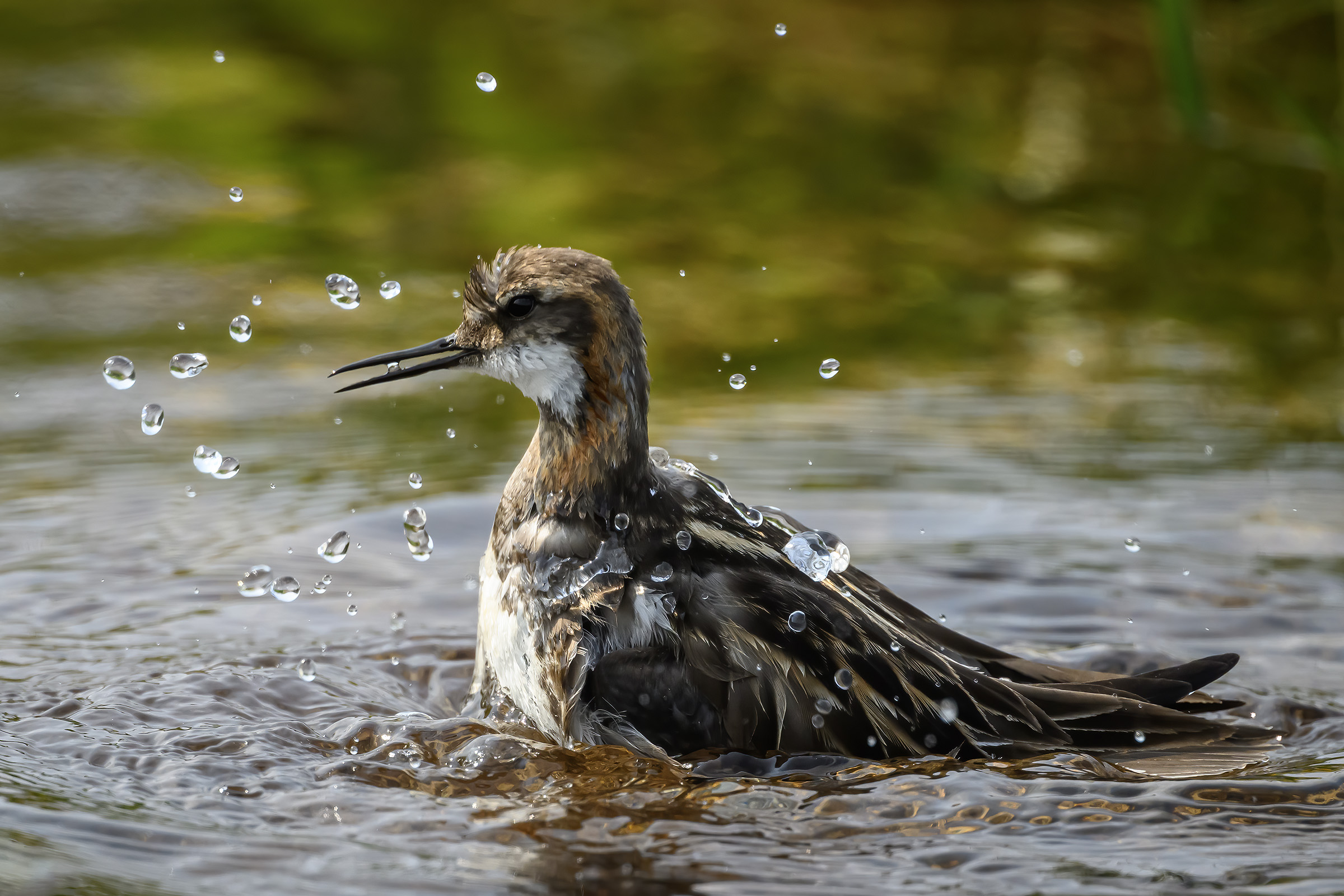 Odinshane i badet, Ytri Tunga