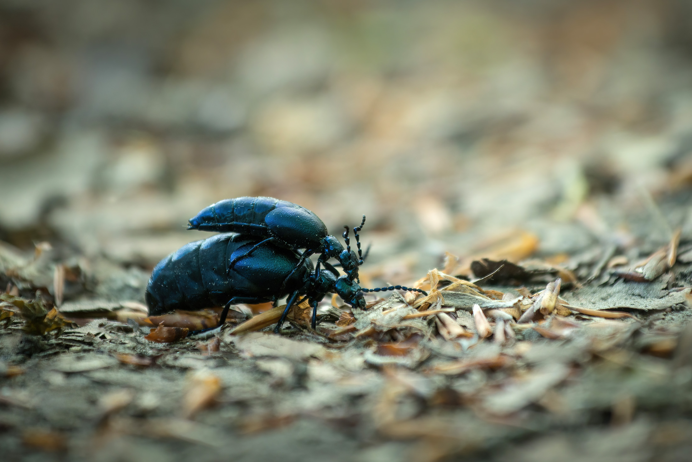 Riding the beetle / Oliebiller på tur, Sjælsø Lund Riding the beetle / Oliebiller på tur