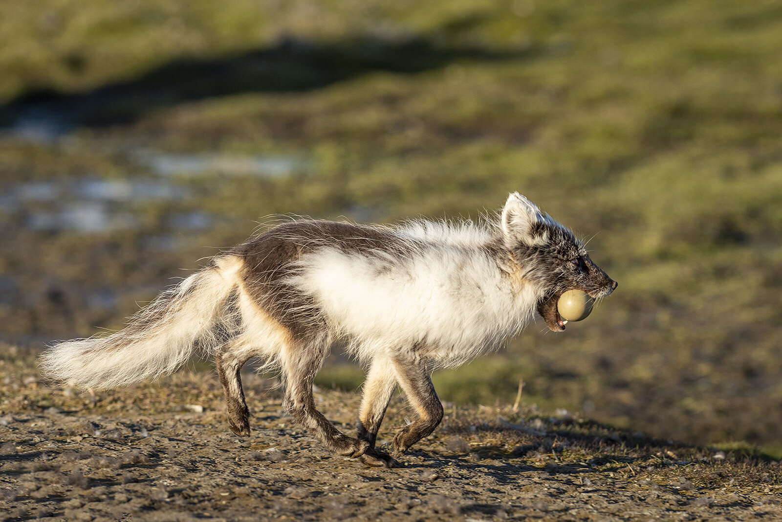 Polarræv stjæler edderfugleæg, Svalbard Polarræv stjæler edderfugleæg