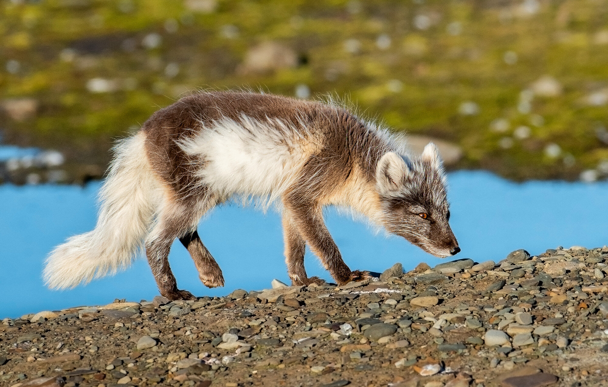 Polarræv, Svalbard Polarræv