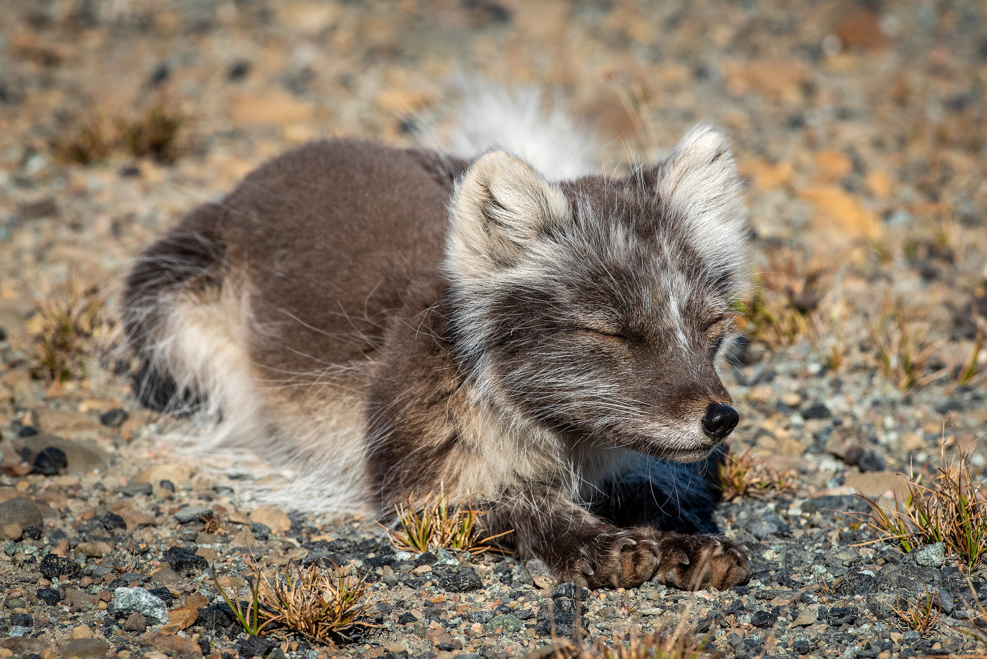 Polarræv, Svalbard Polarræv