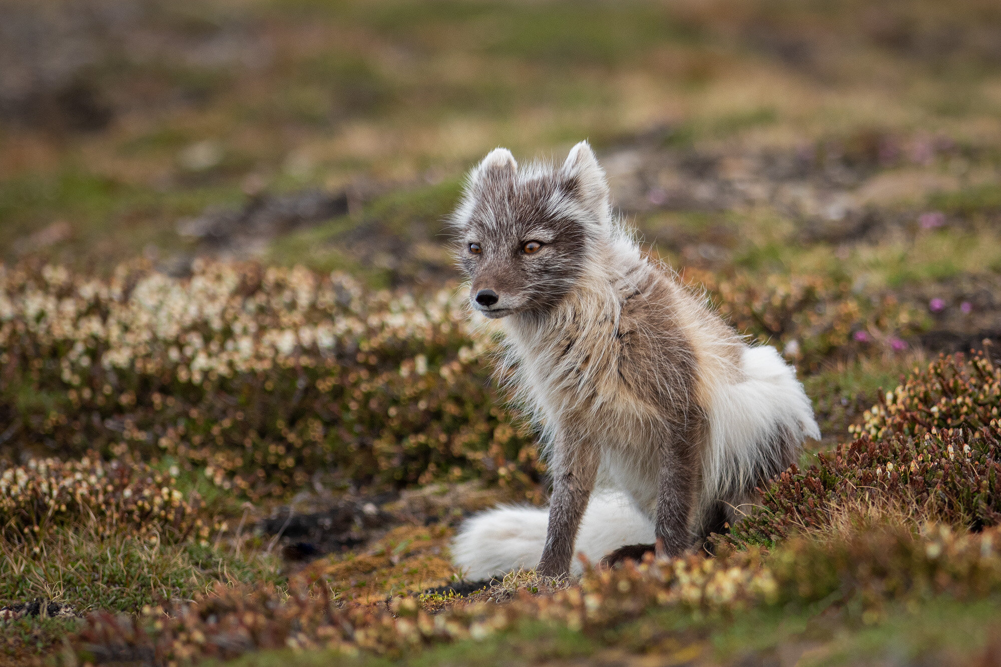 Polarræv, Svalbard Polarræv