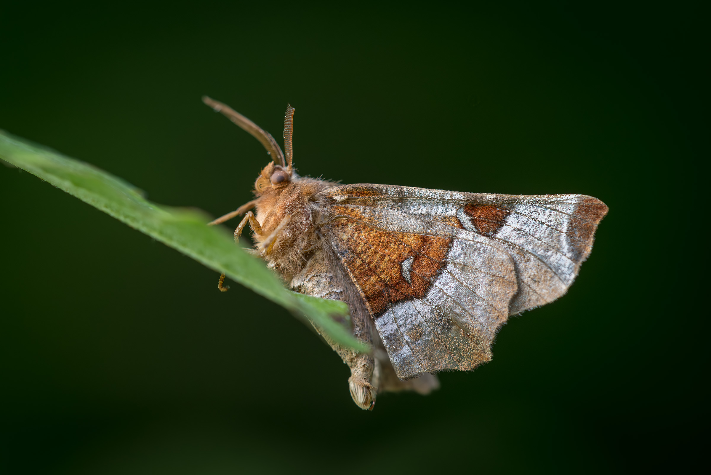 Purpurbrun m�nem�ler