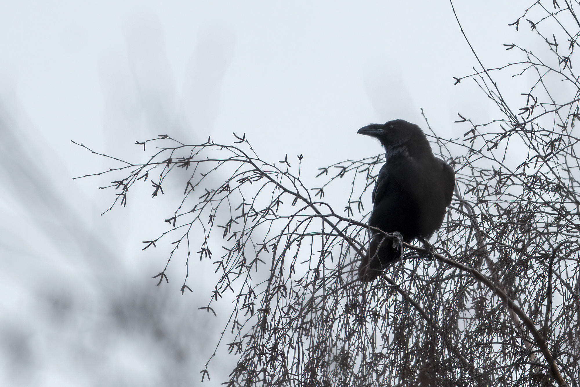 Ravn, Allerød Sø Ravn