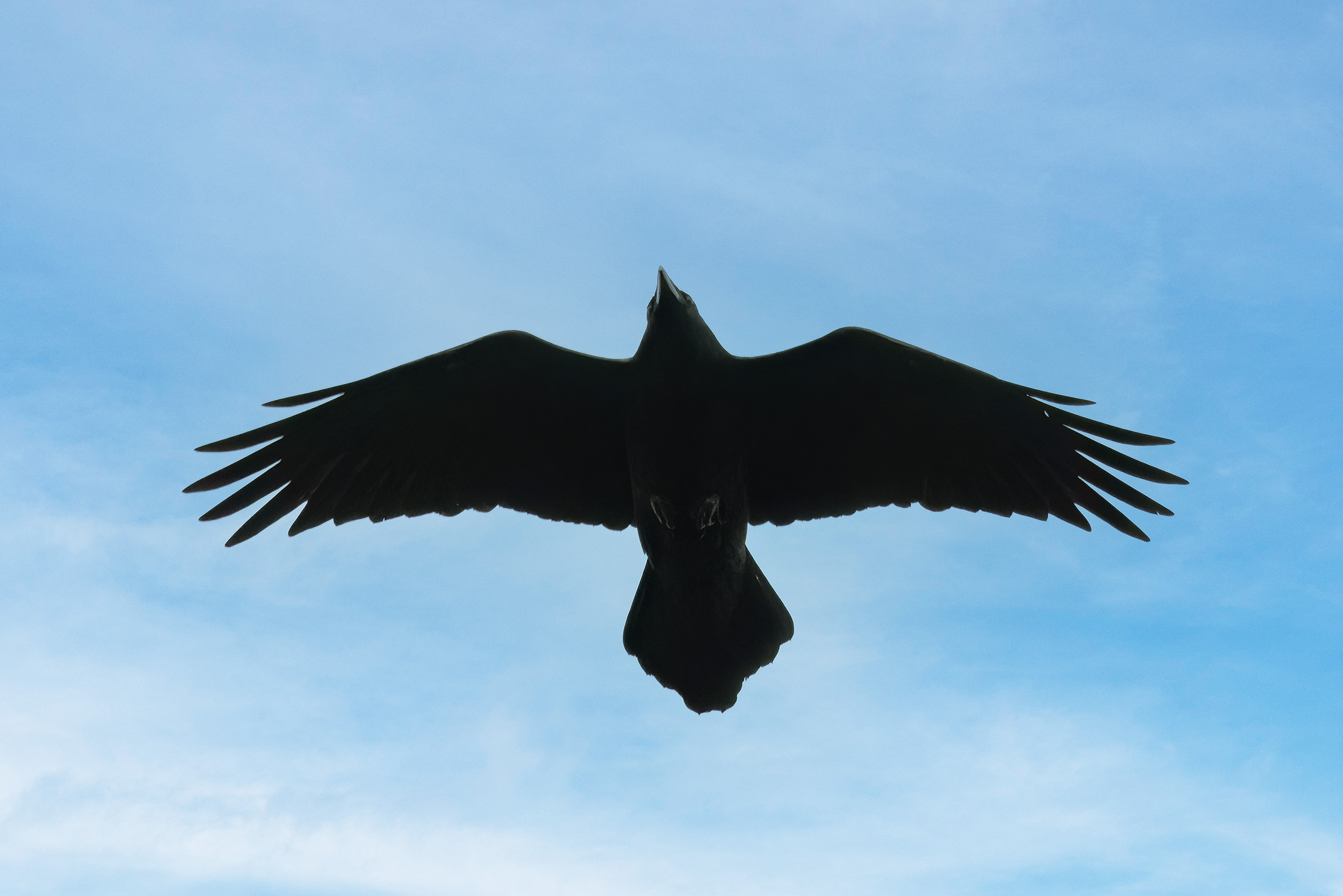 Ravn