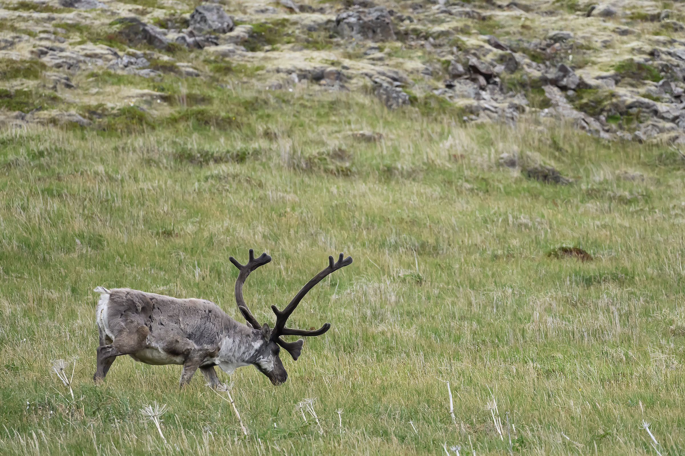 Rensdyr, Stafafell