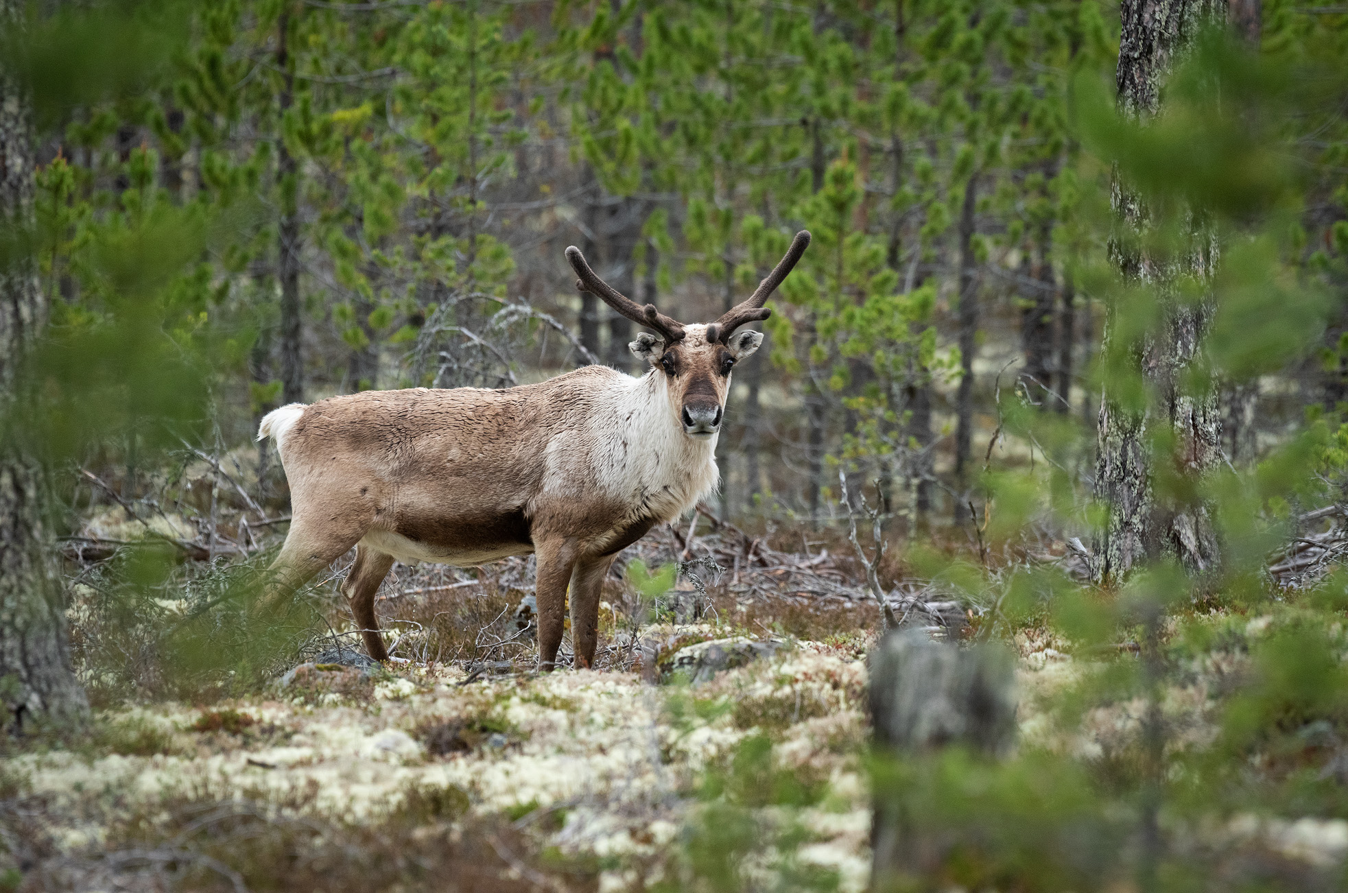 Rensdyr, Fulufjllets Nationalpark