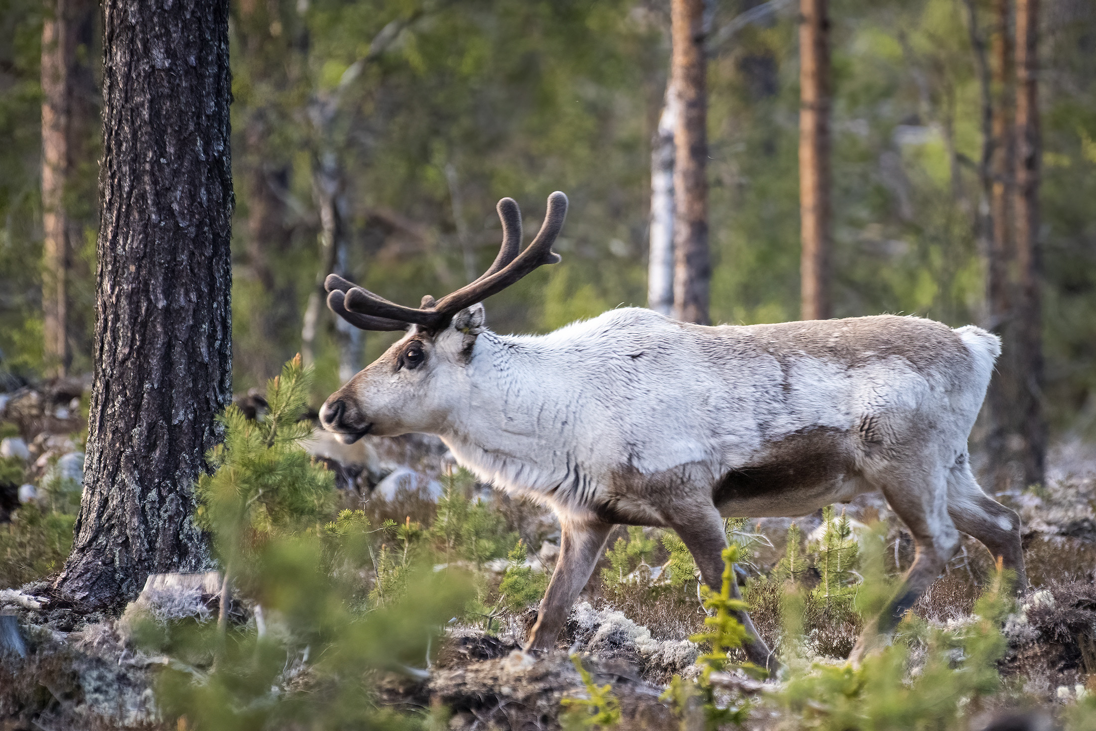 Rensdyr, Fulufjllets Nationalpark