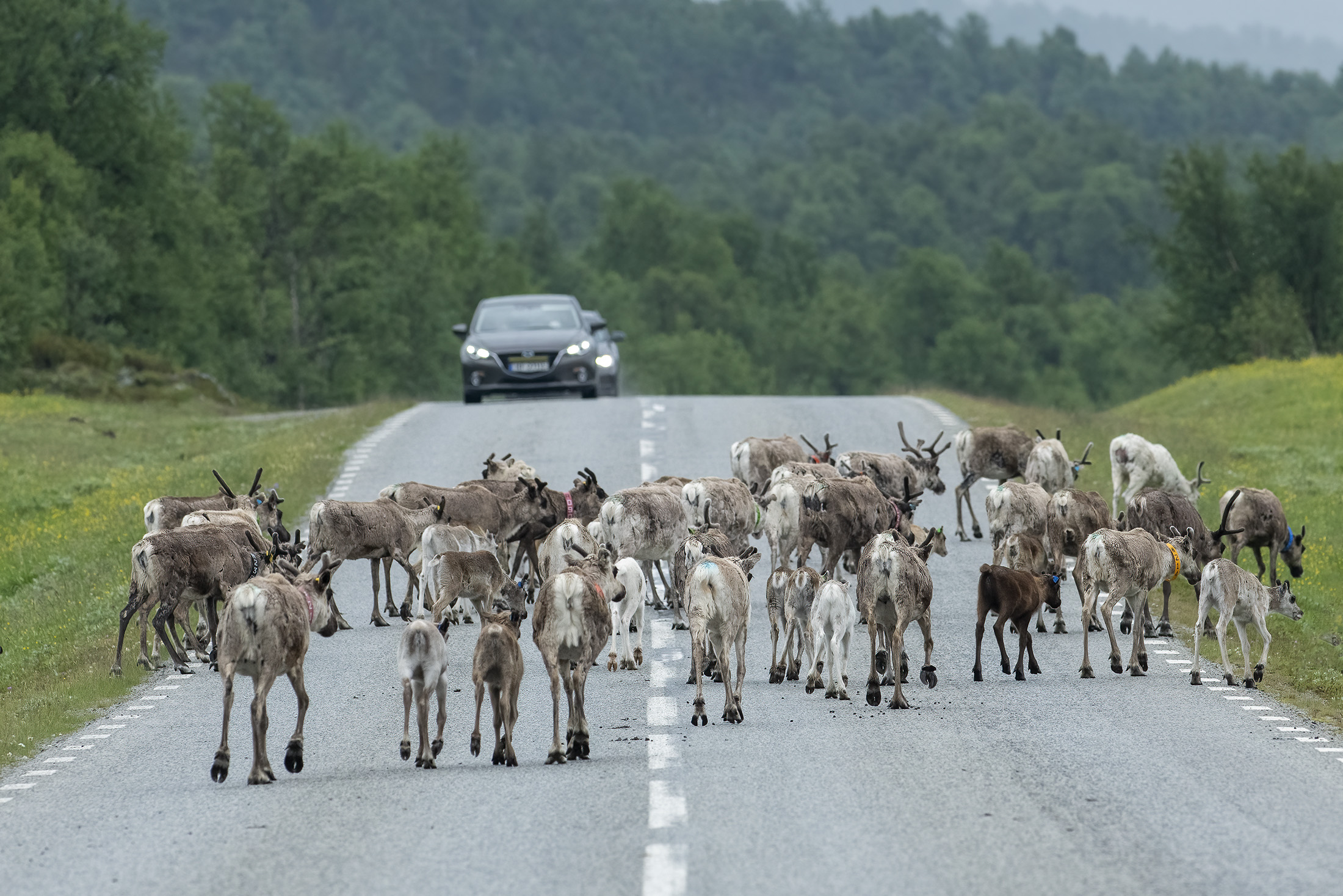 Rensdyrflok passerer vejen, Tnndalen