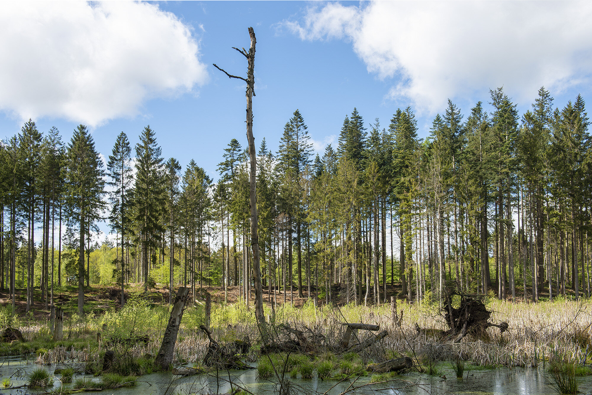 Store Egemose, Rude Skov