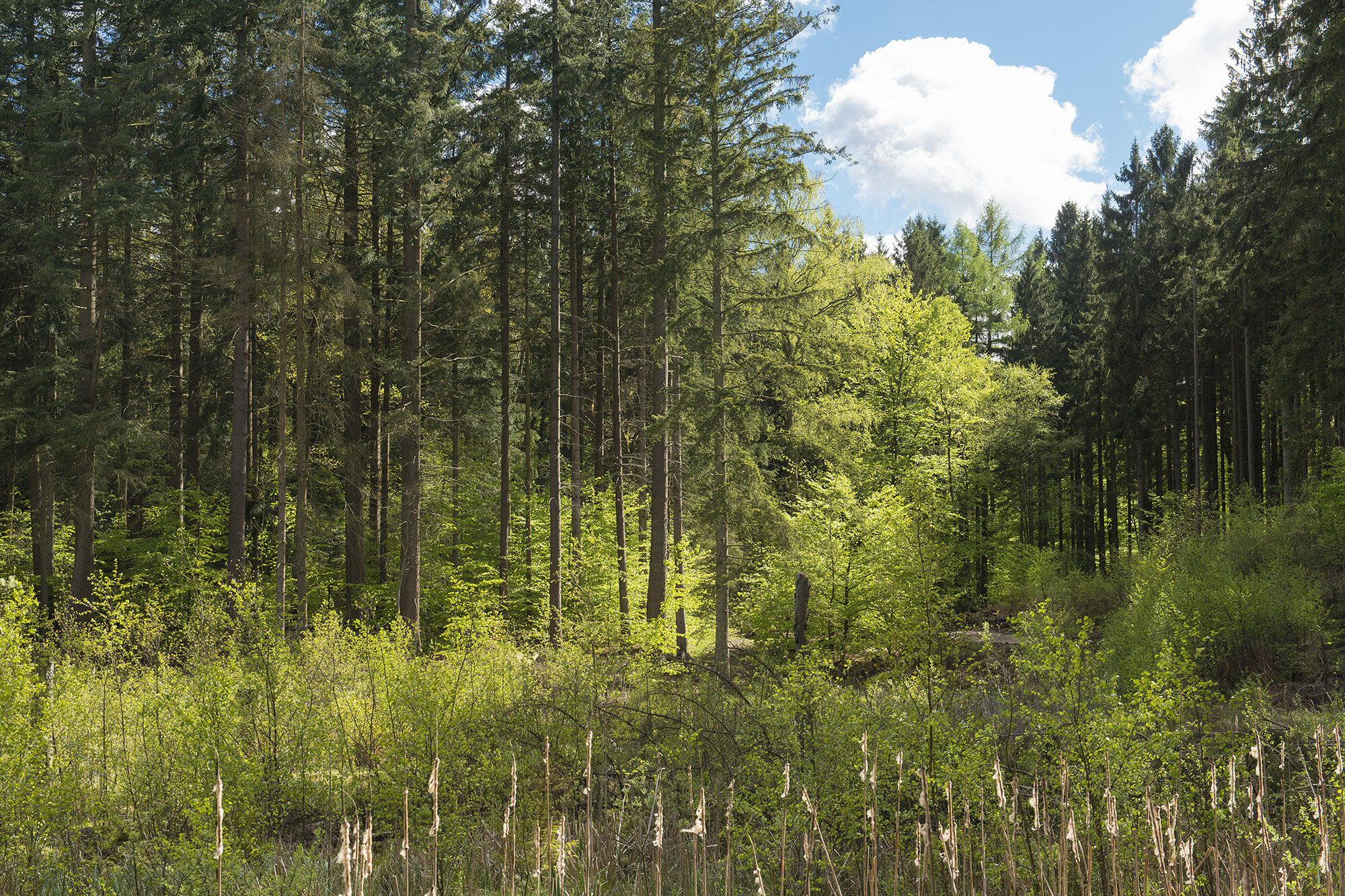 Skovmosaik, Rude Skov